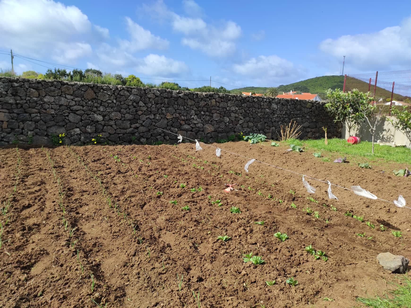Preparação da horta exterior