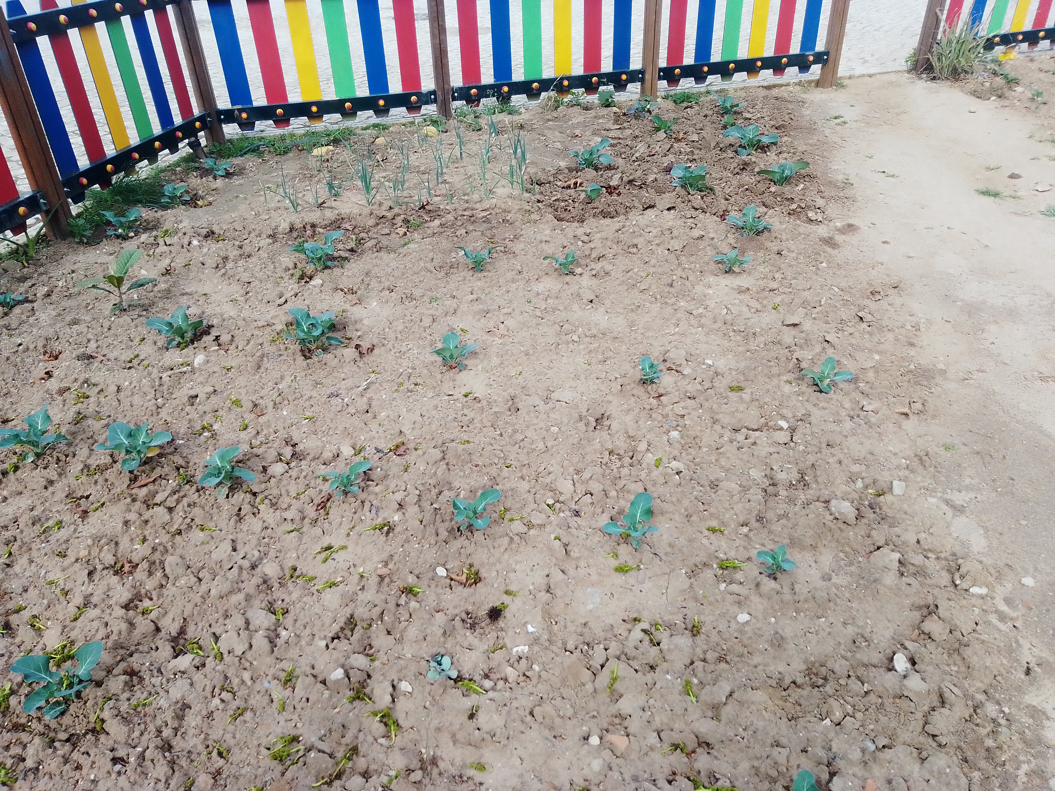 Plantação das couves