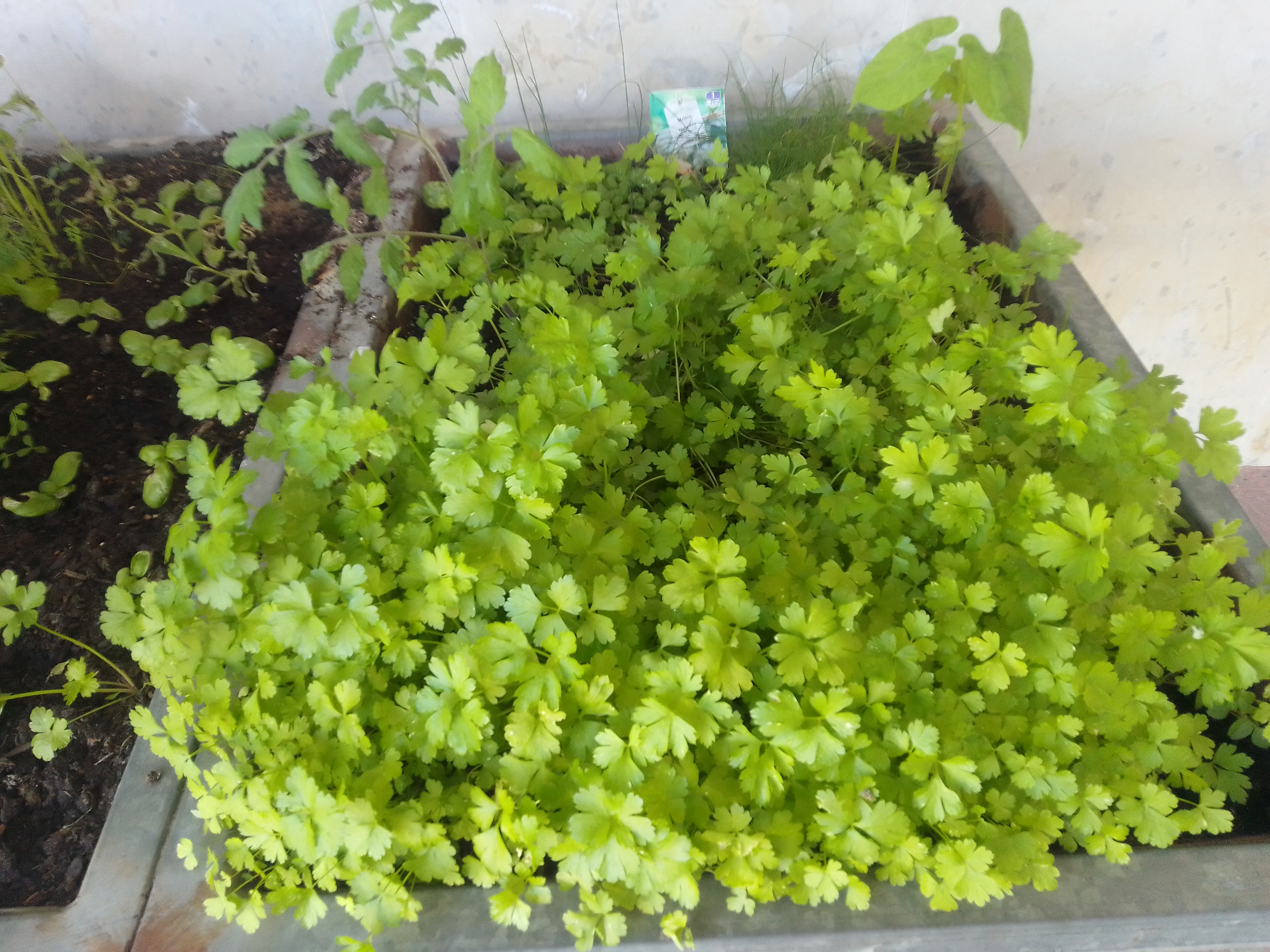 Plantas aromáticas,  salsa frondosa.