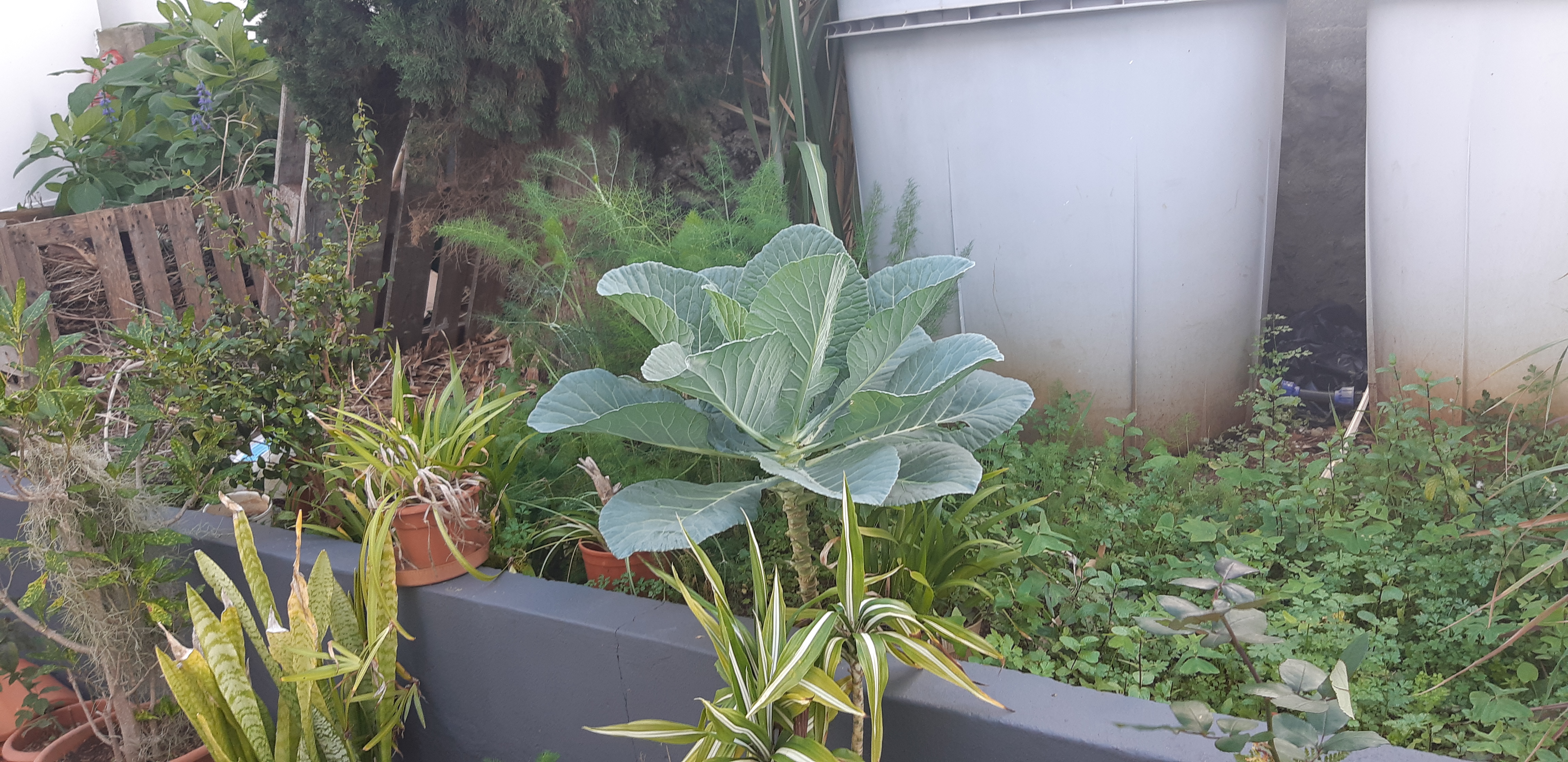 Horta