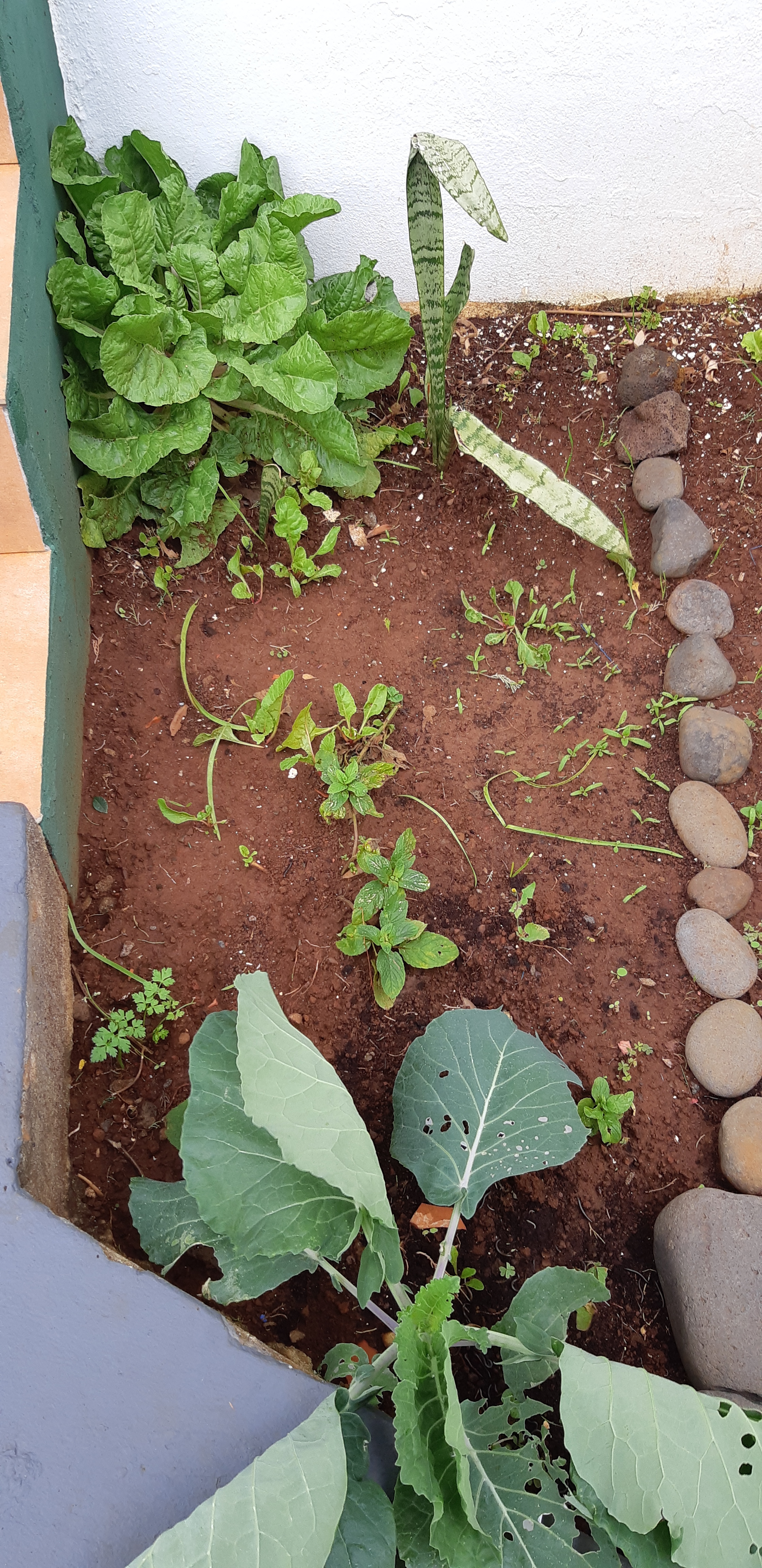 Horta1