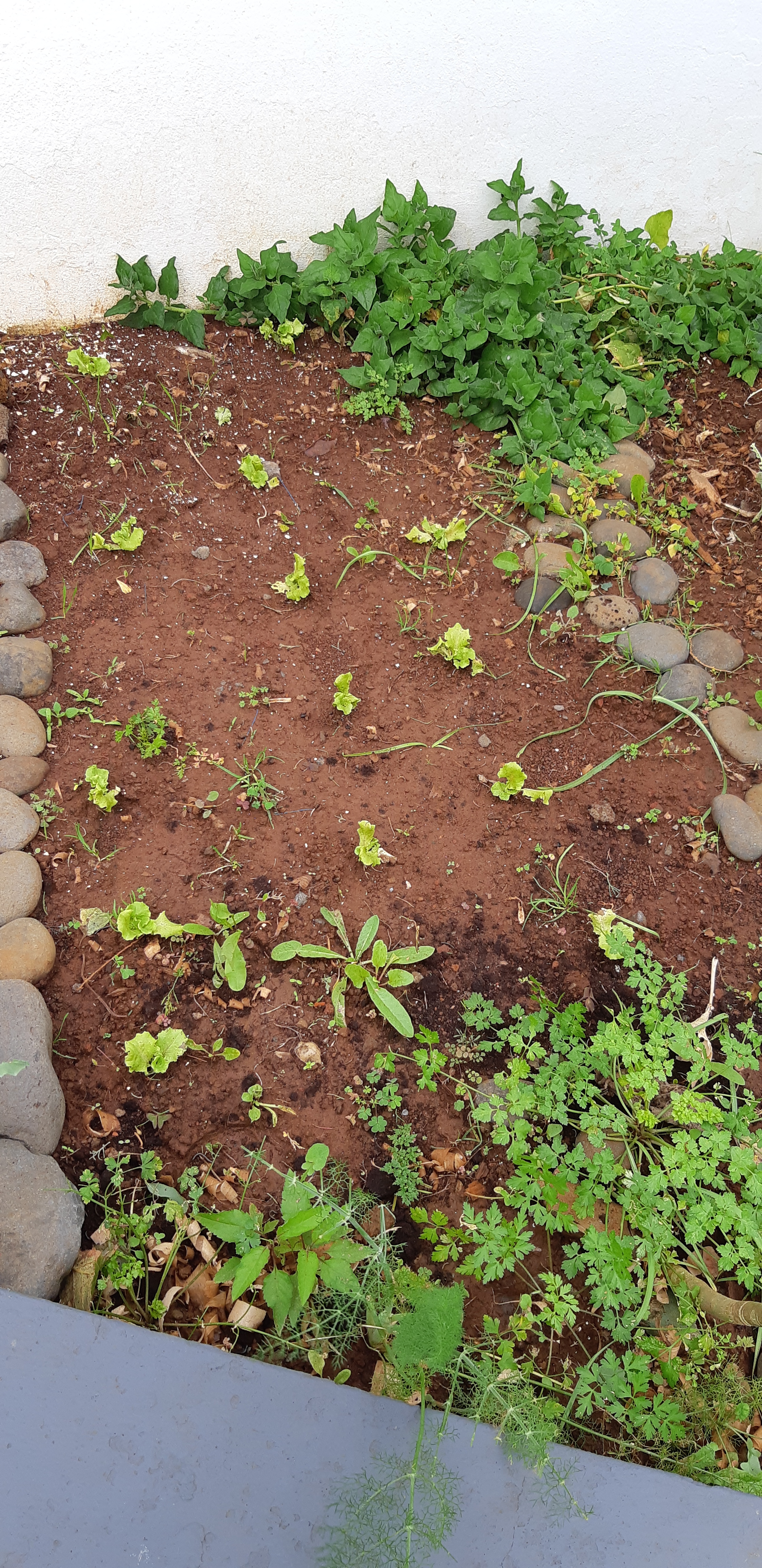 Horta2