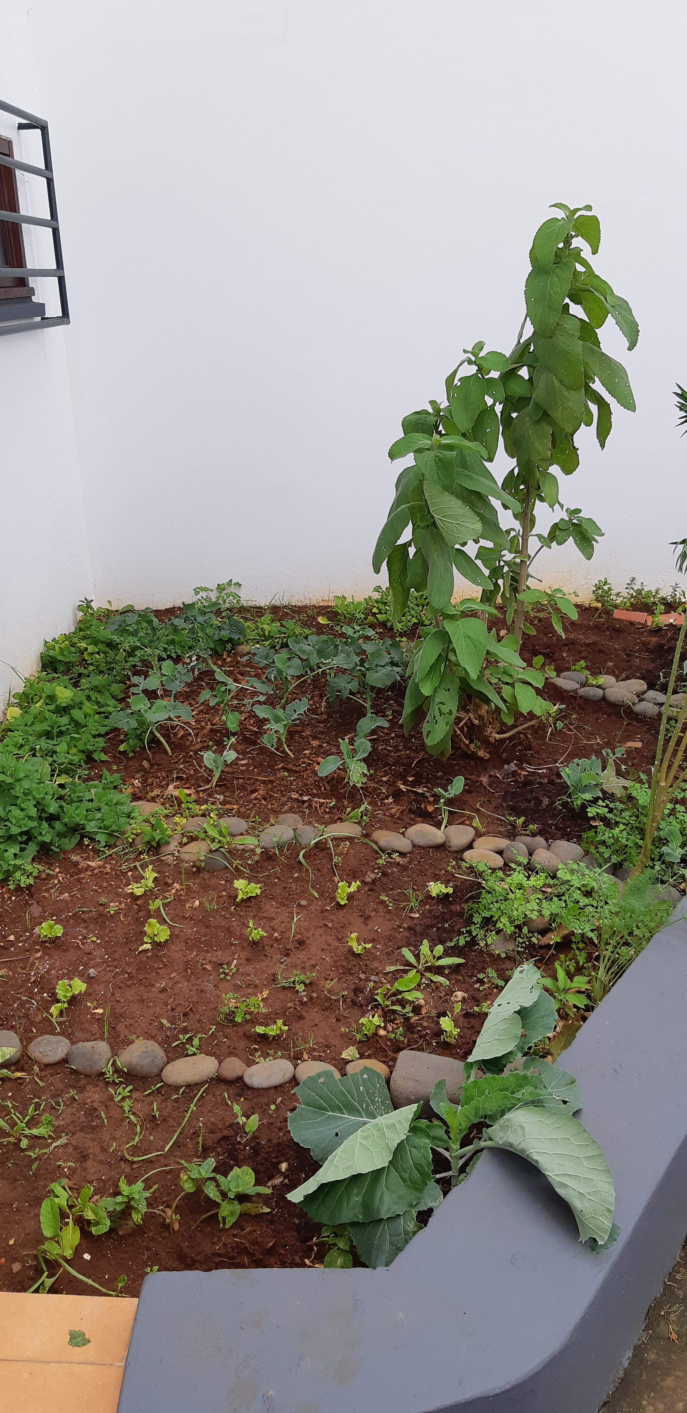 Horta4