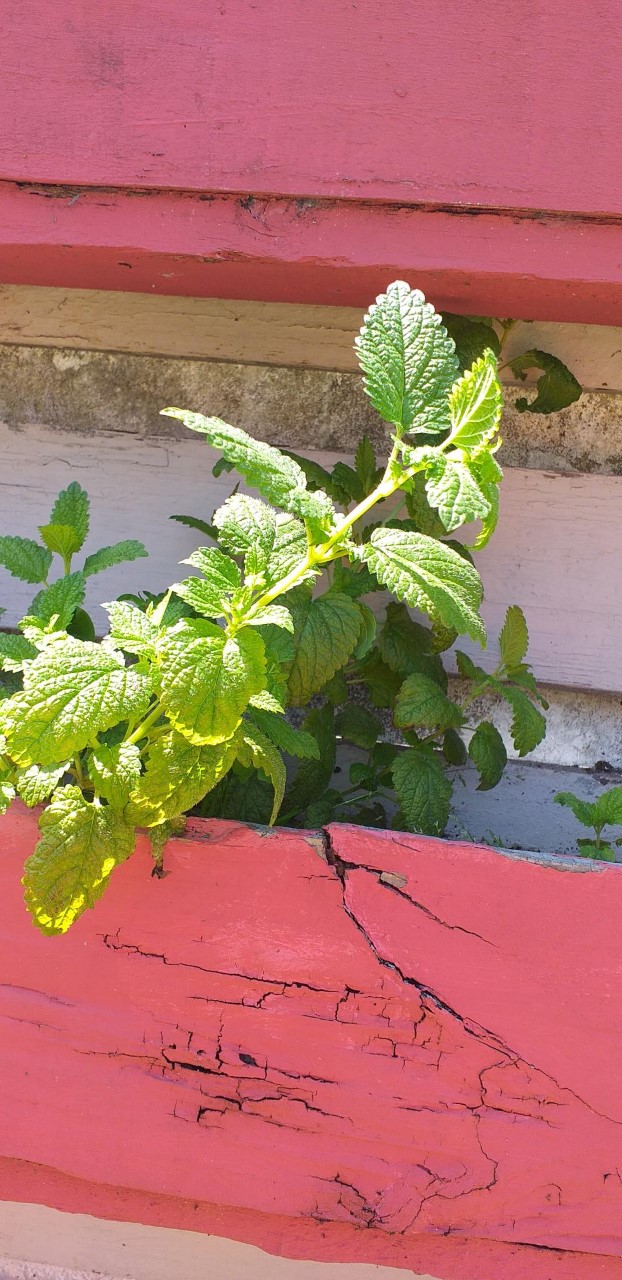 A nossa aromática cidreira desenvolveu muito para a nossa limonada!