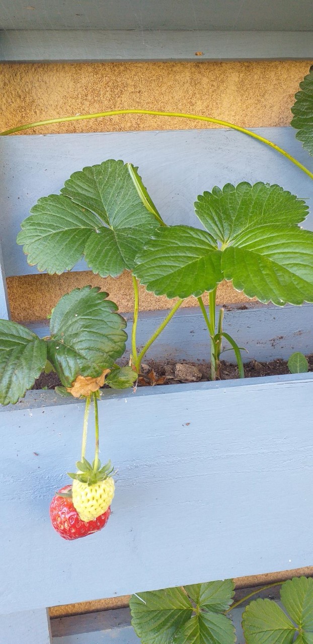 Finalmente os nossos morangos deram frutos!