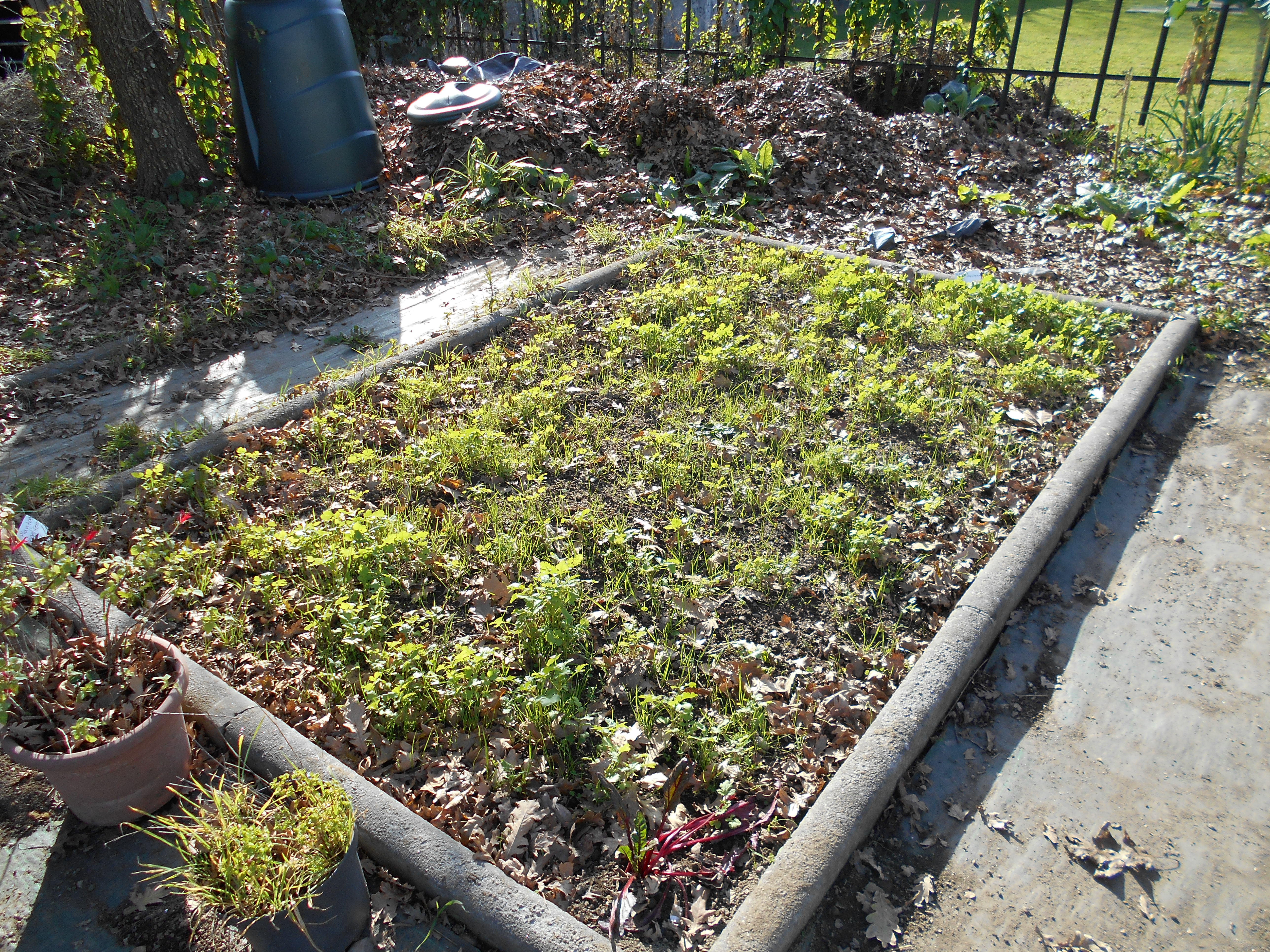 Foram lançadas sementes de plantas melíferas (estão em crescimento), cedidas pela câmara municipal, na semana seguinte à comemoração do dia da floresta autóctone.