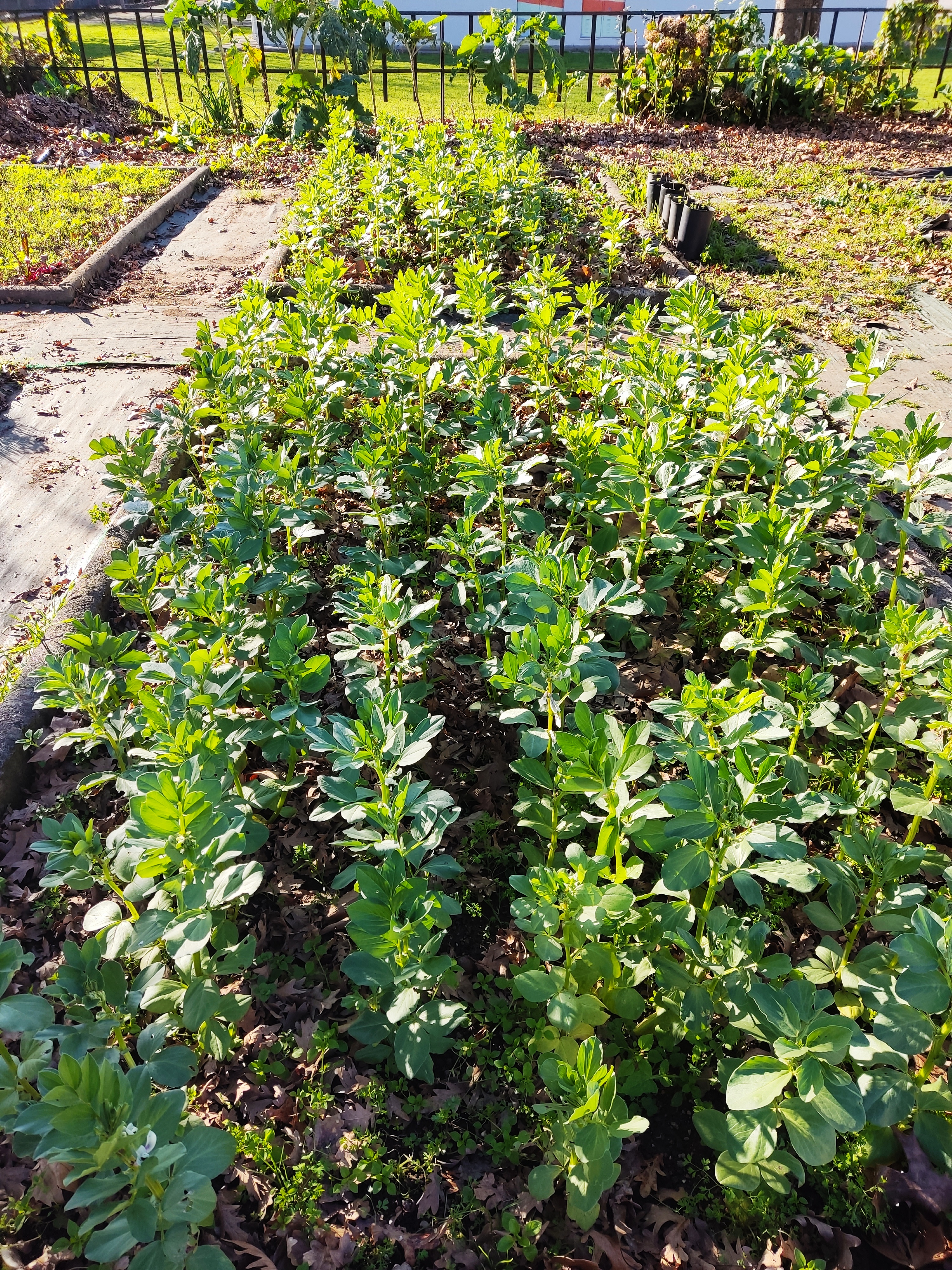 Pormenor da plantação de favas