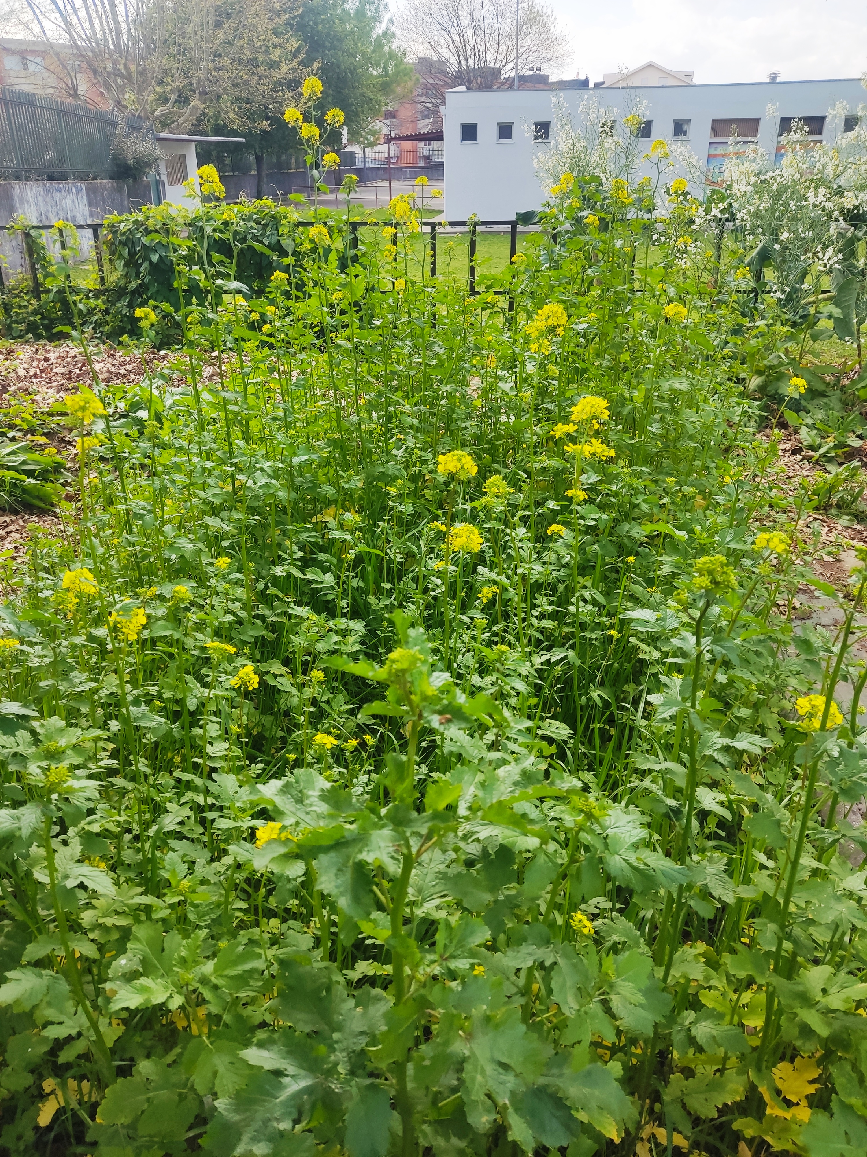 Esta foto evidencia o crescimento das plantas melíferas plantadas em janeiro (enviada no grupo de fotos de janeiro)