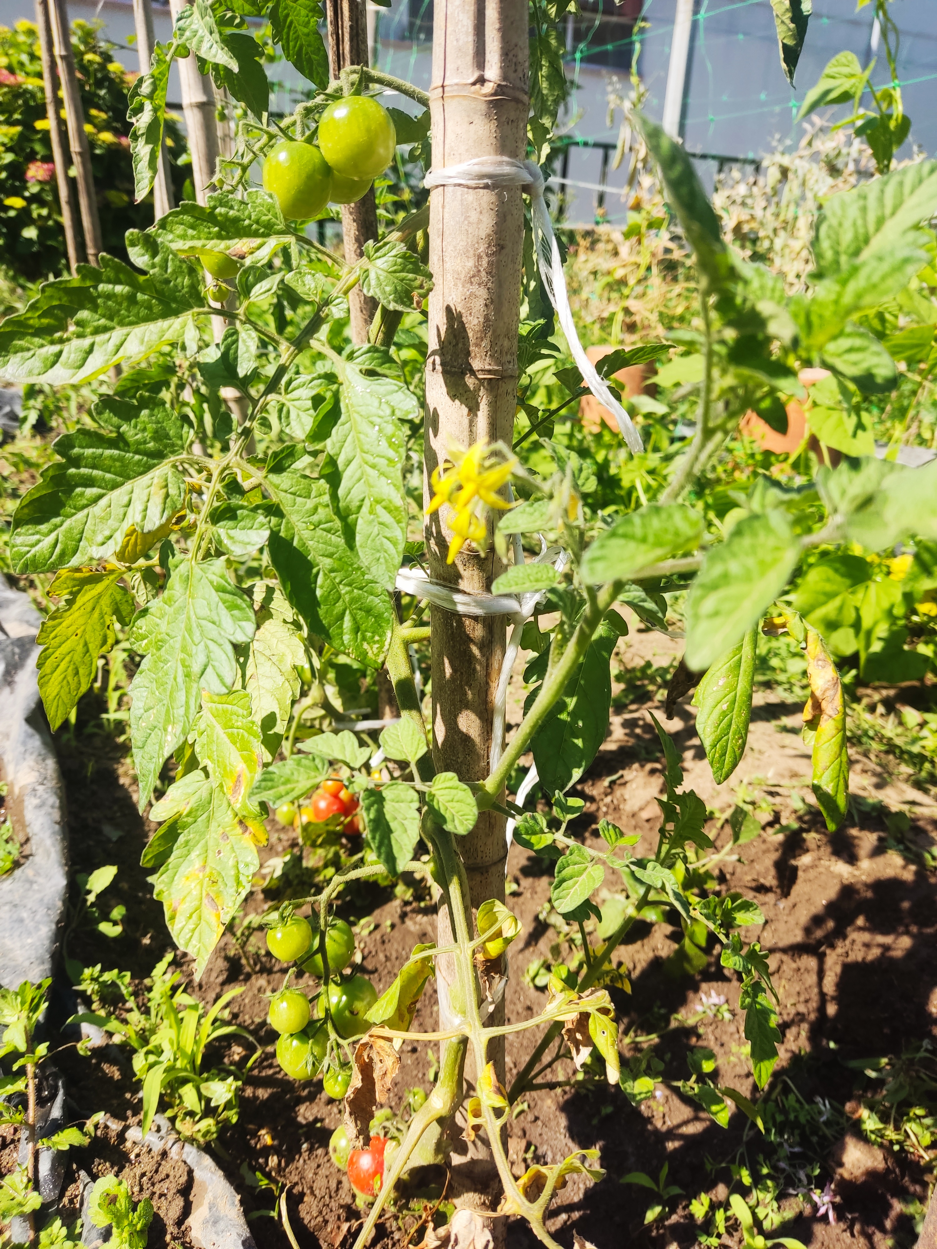 Regos com tomate Cherry