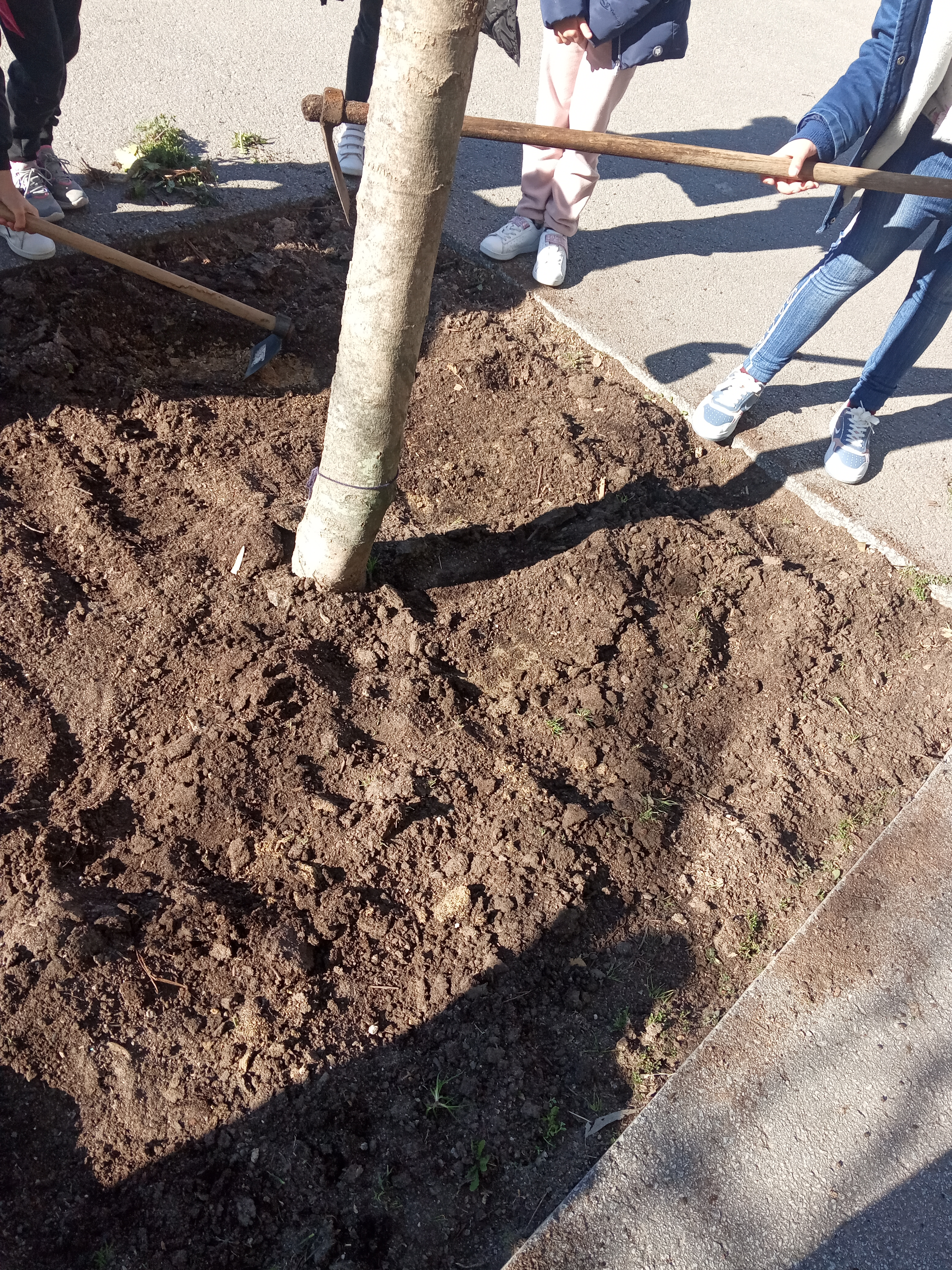 Preparar a terra - remover restos de outras plantações, cavar para melhor plantar.