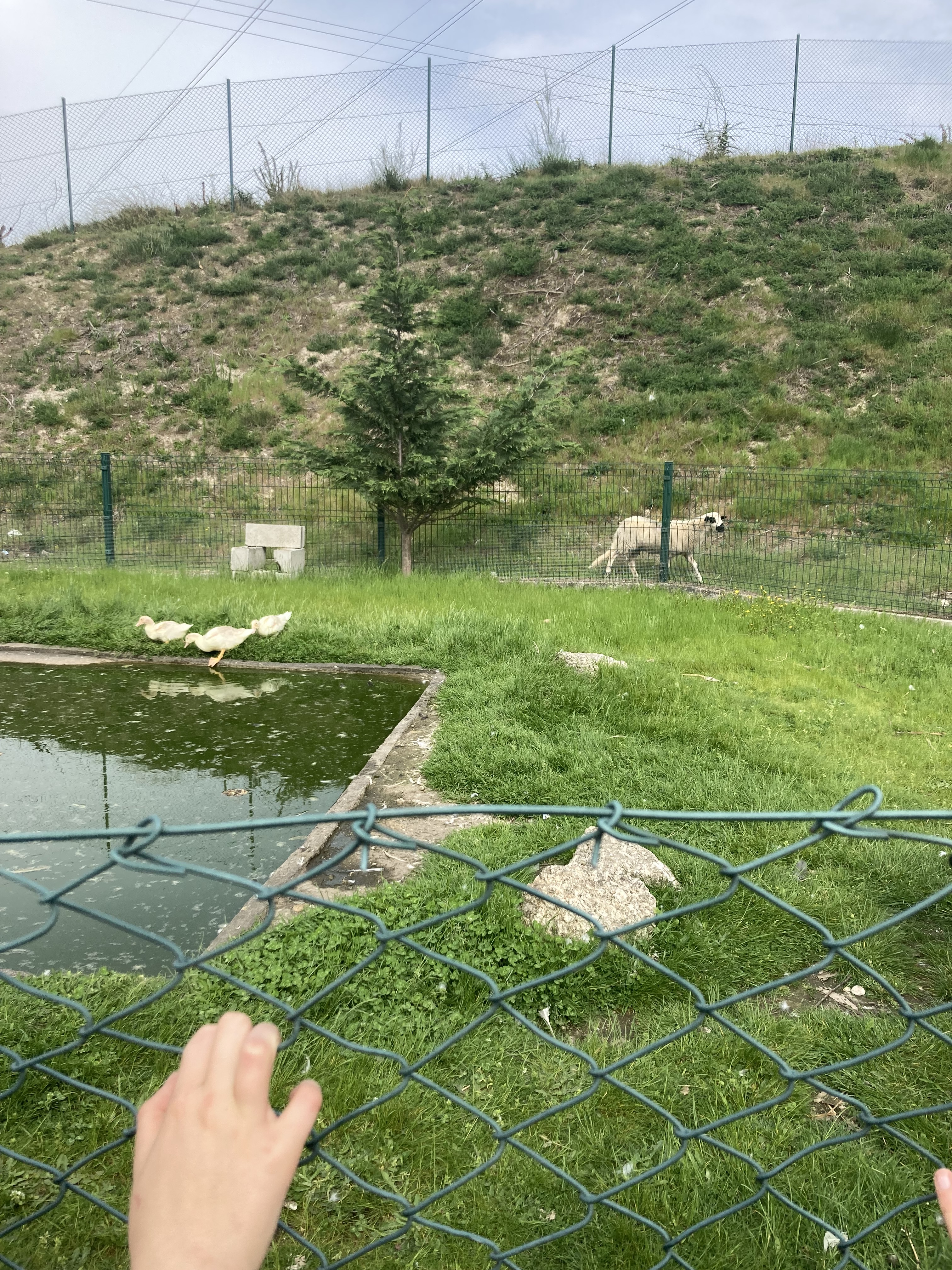 Os animais do habitat convivem com os alunos que os alimentam e tratam. Os novos patos, filhos dos mais velhos estão crescidos e muito felizes.