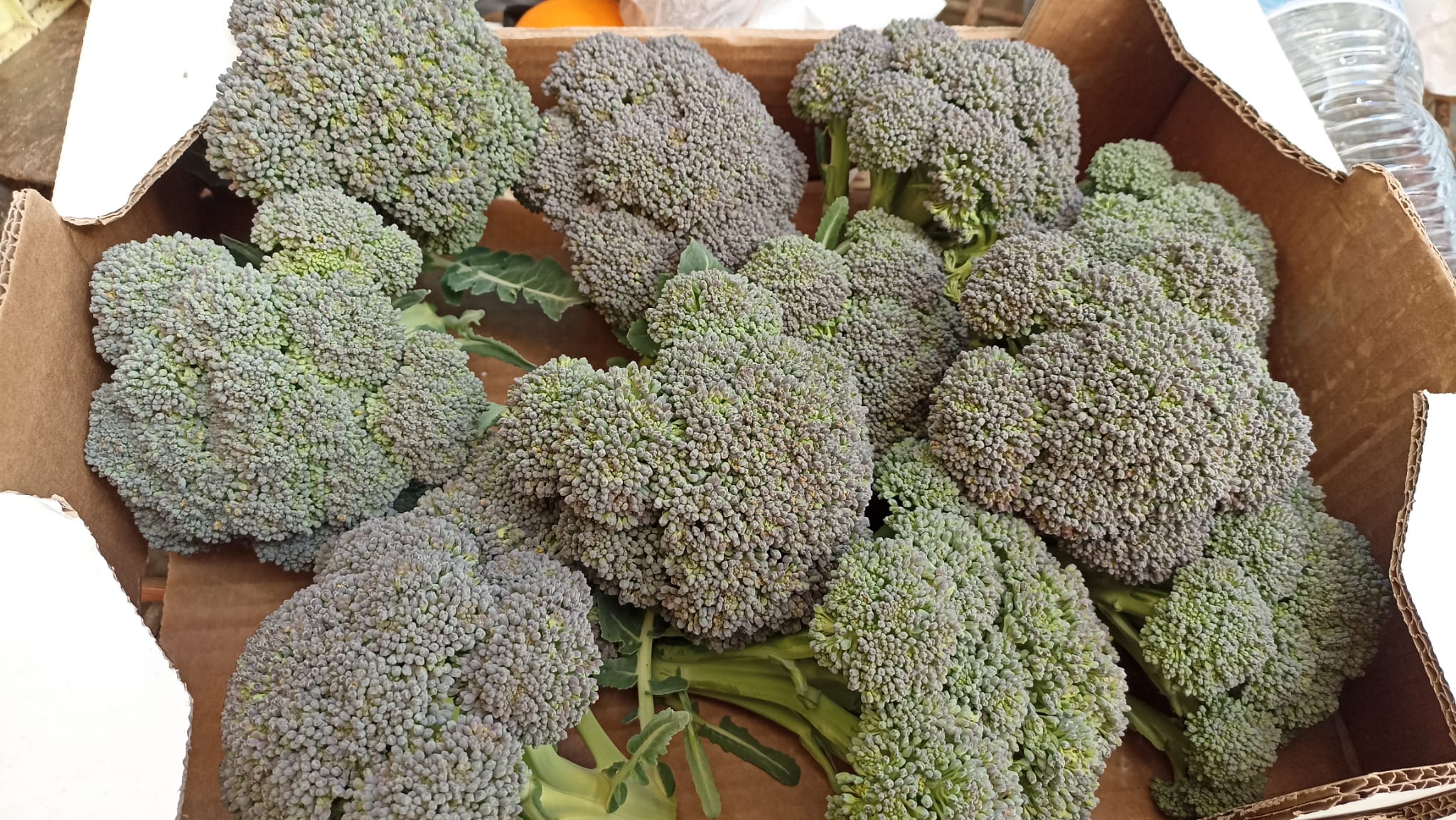 Brócolos da nossa horta.