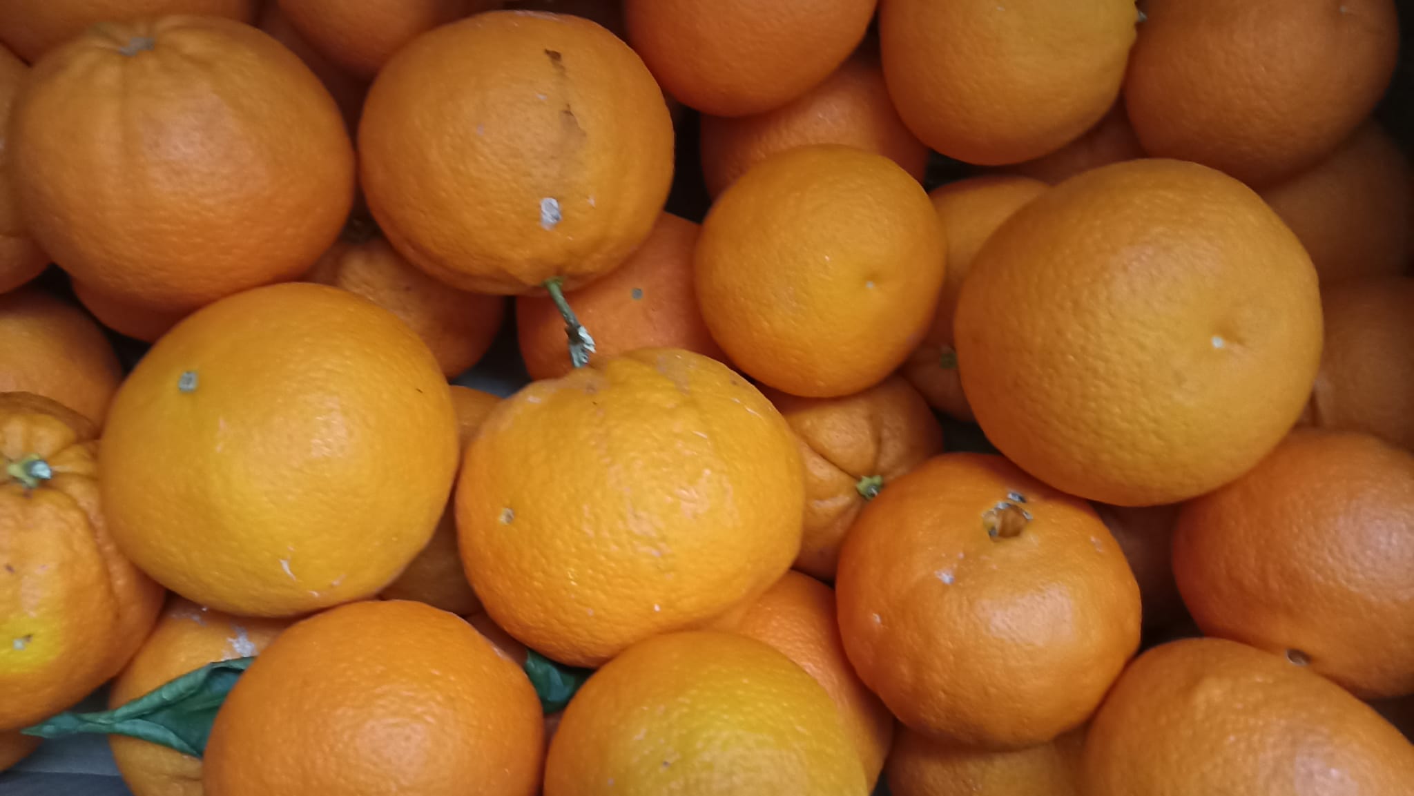 Laranjas da nossa horta.