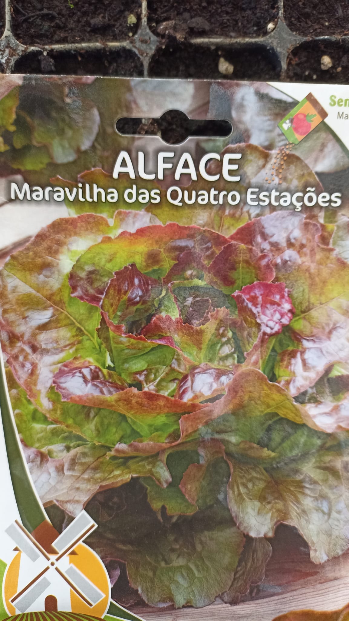 Sementes alface para a nossa horta.