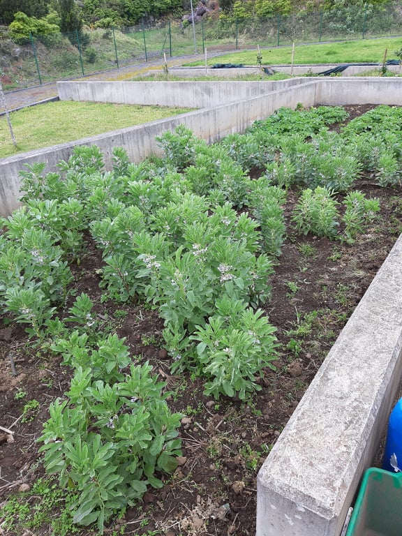 Favas e batateiras