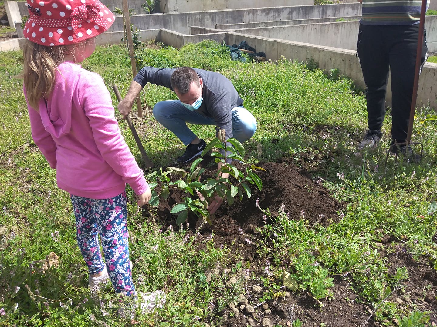 Plantação de uma goiabeira
