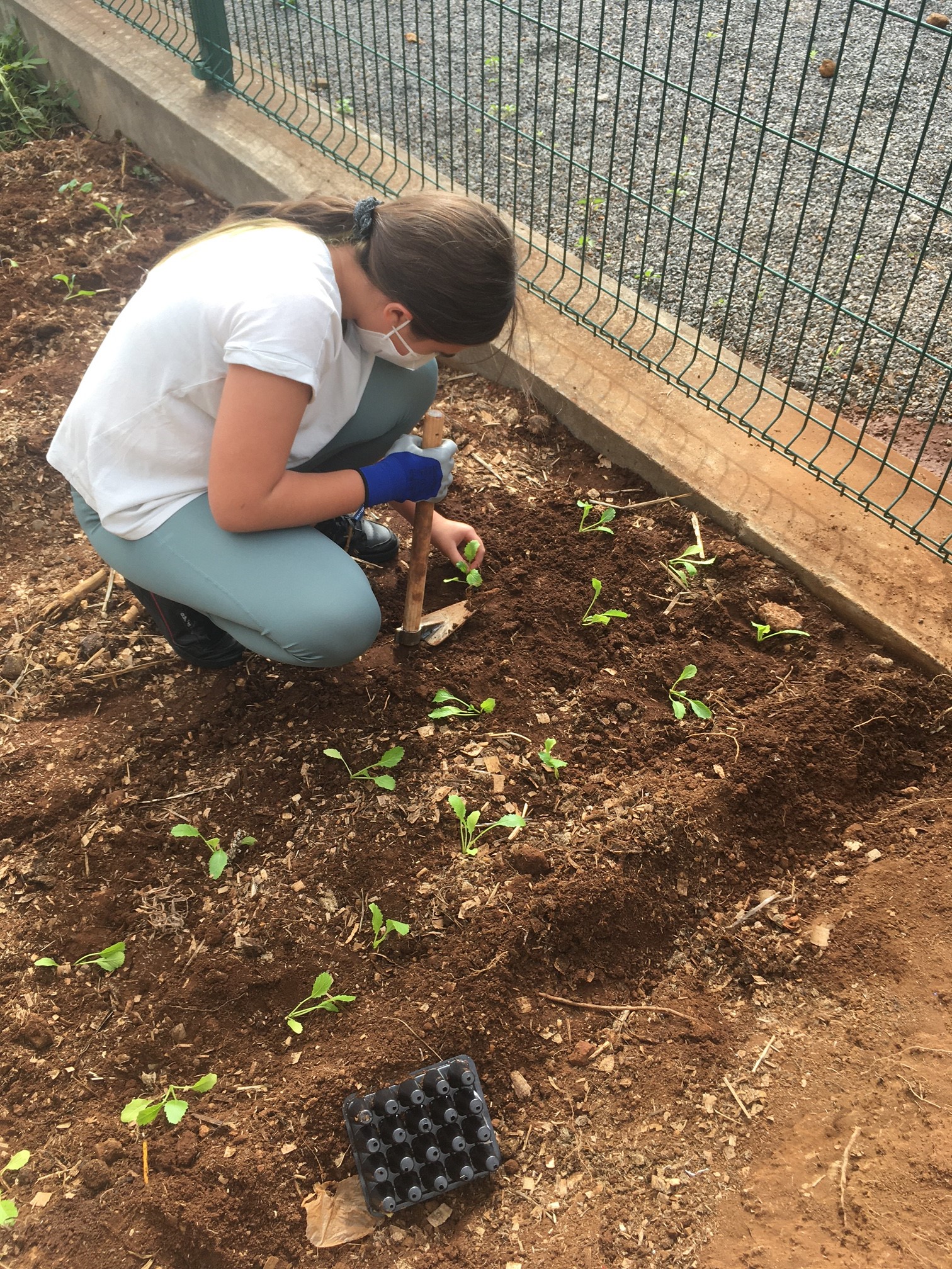 Fase intermédia - Aluna a transplantar uma planta da sementeira (previamente plantada) para a horta biológica.