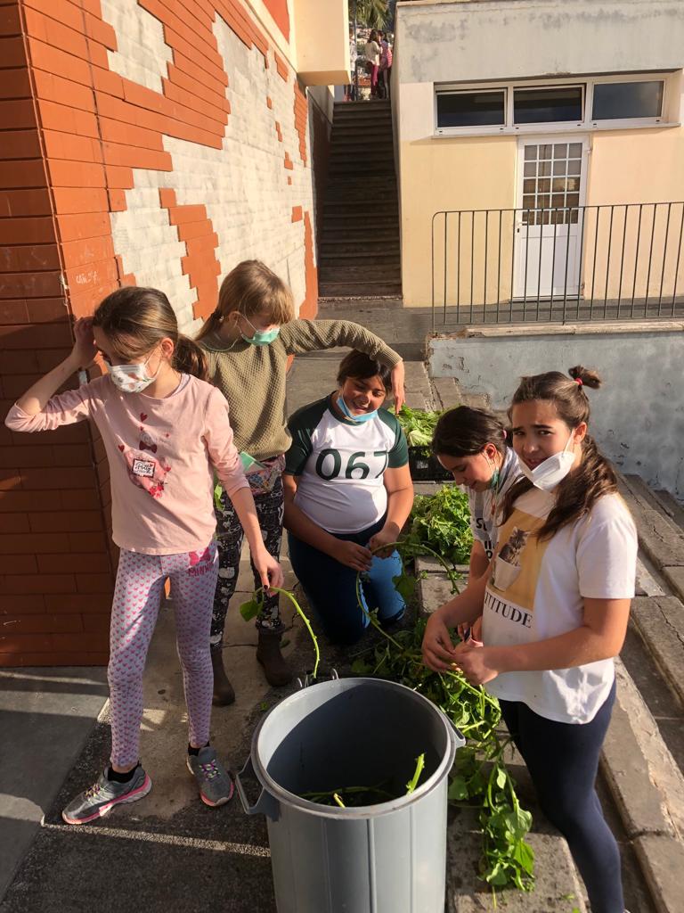 Fase intermédia - Depois de recolhidos os produtos hortícolas da horta biológica, os alunos têm que preparar/acondicionar/pesar nos de sacos de papel antes de serem vendidos aos professores e encarregados de educação.