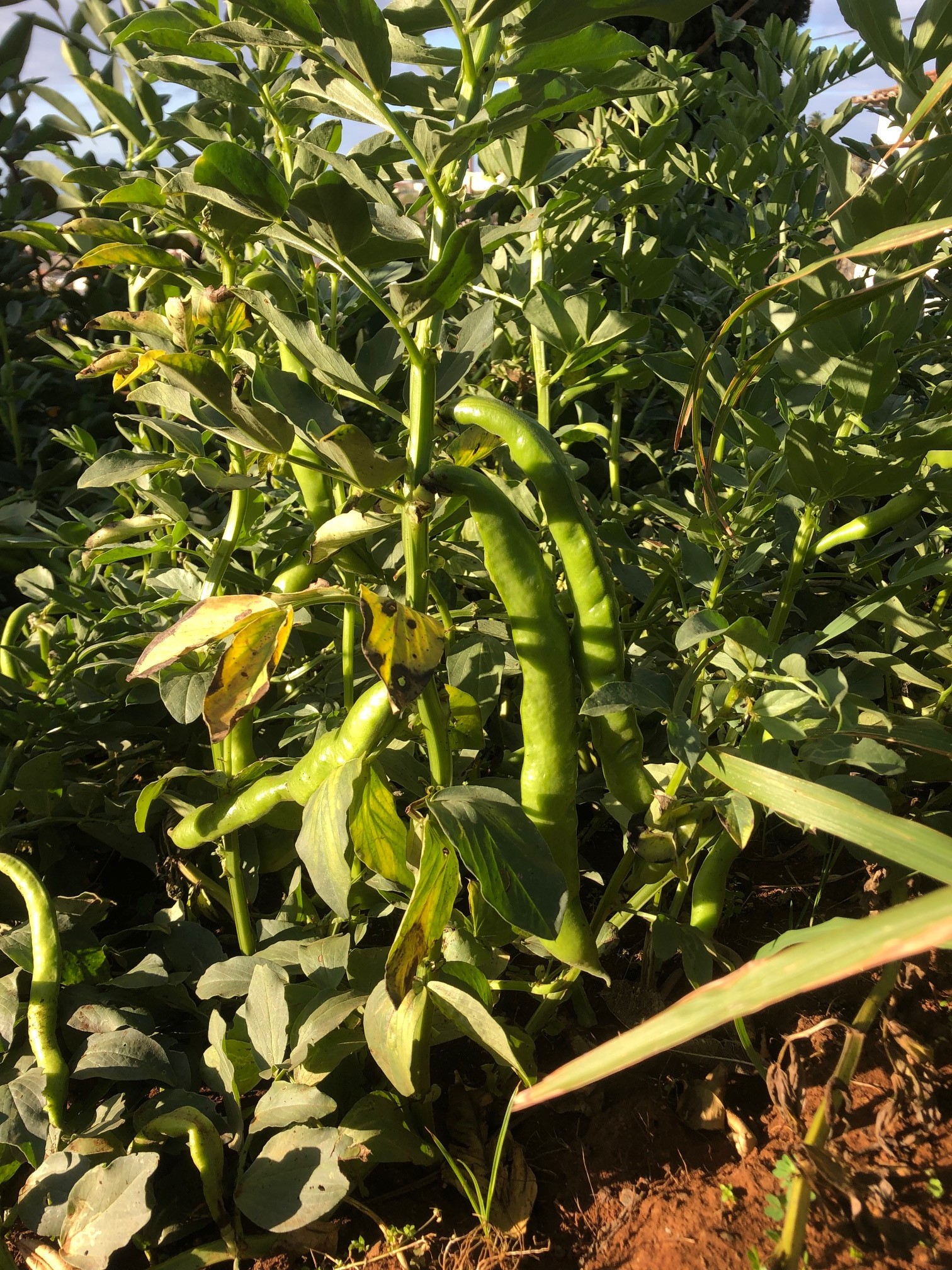 Plantação de favas (planta leguminosa) junto de outras plantações pois, esta simbiose permite a transferência de azoto atmosférico para o solo, permitindo assim uma adubação natural contribuindo para a diminuição de outros adubos naturais.