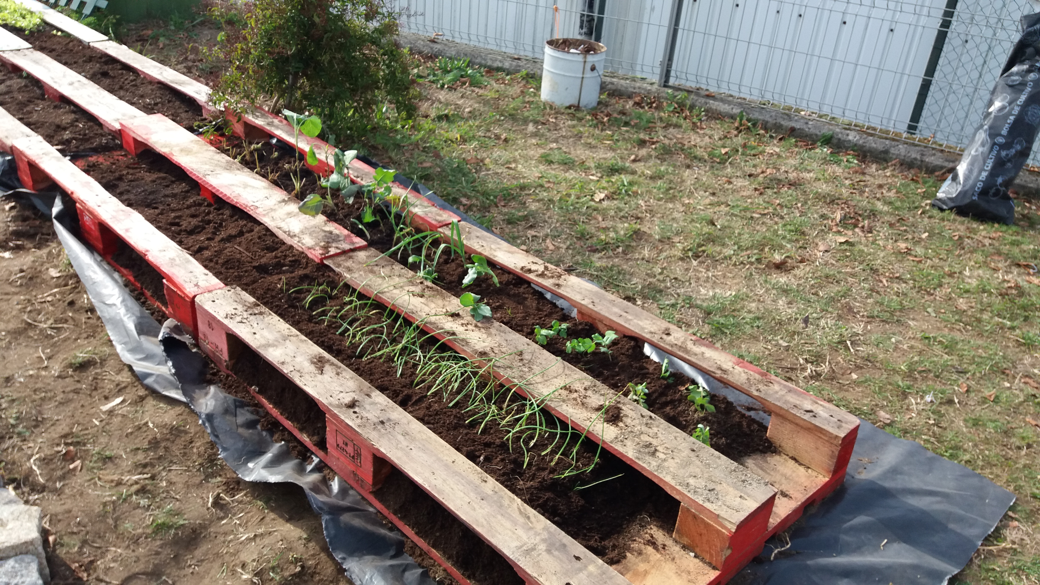 Horta pequena com alfaces, couves, cebolas, ervilhas, favas, tomate, salsa, cenouras...