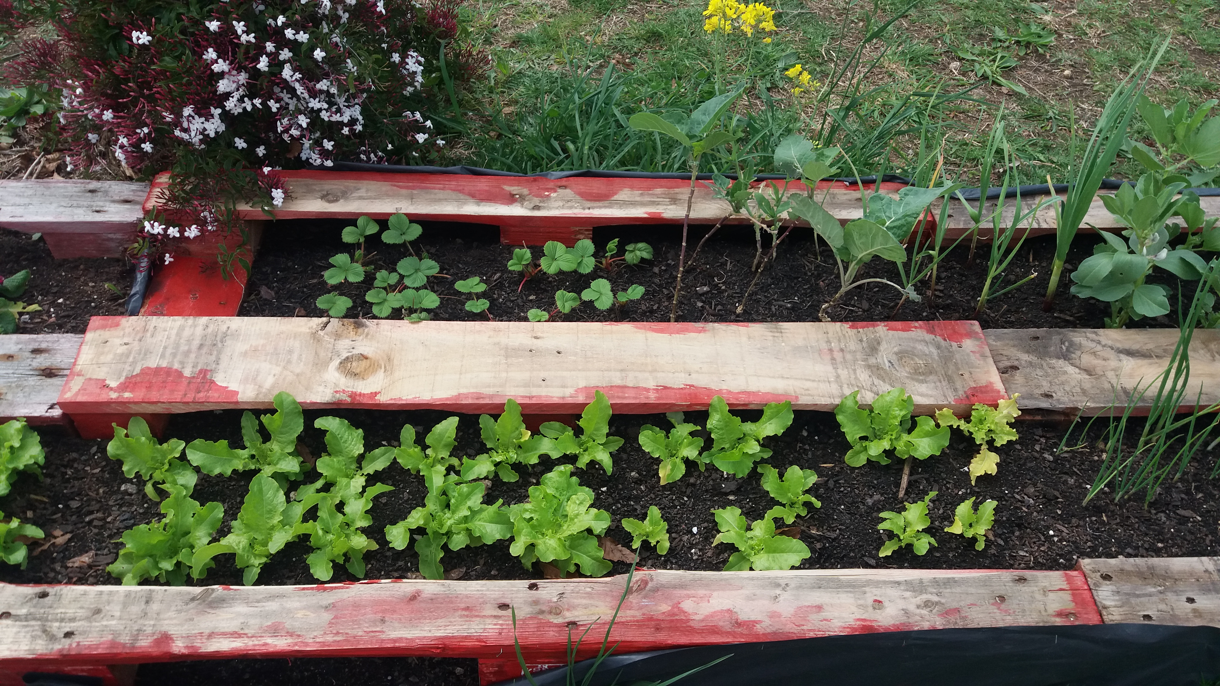 Os produtos da nossa Horta Biológica (alfaces, couves, cebolas, ervilhas, favas, tomates, salsa e cenouras) desenvolvem-se.