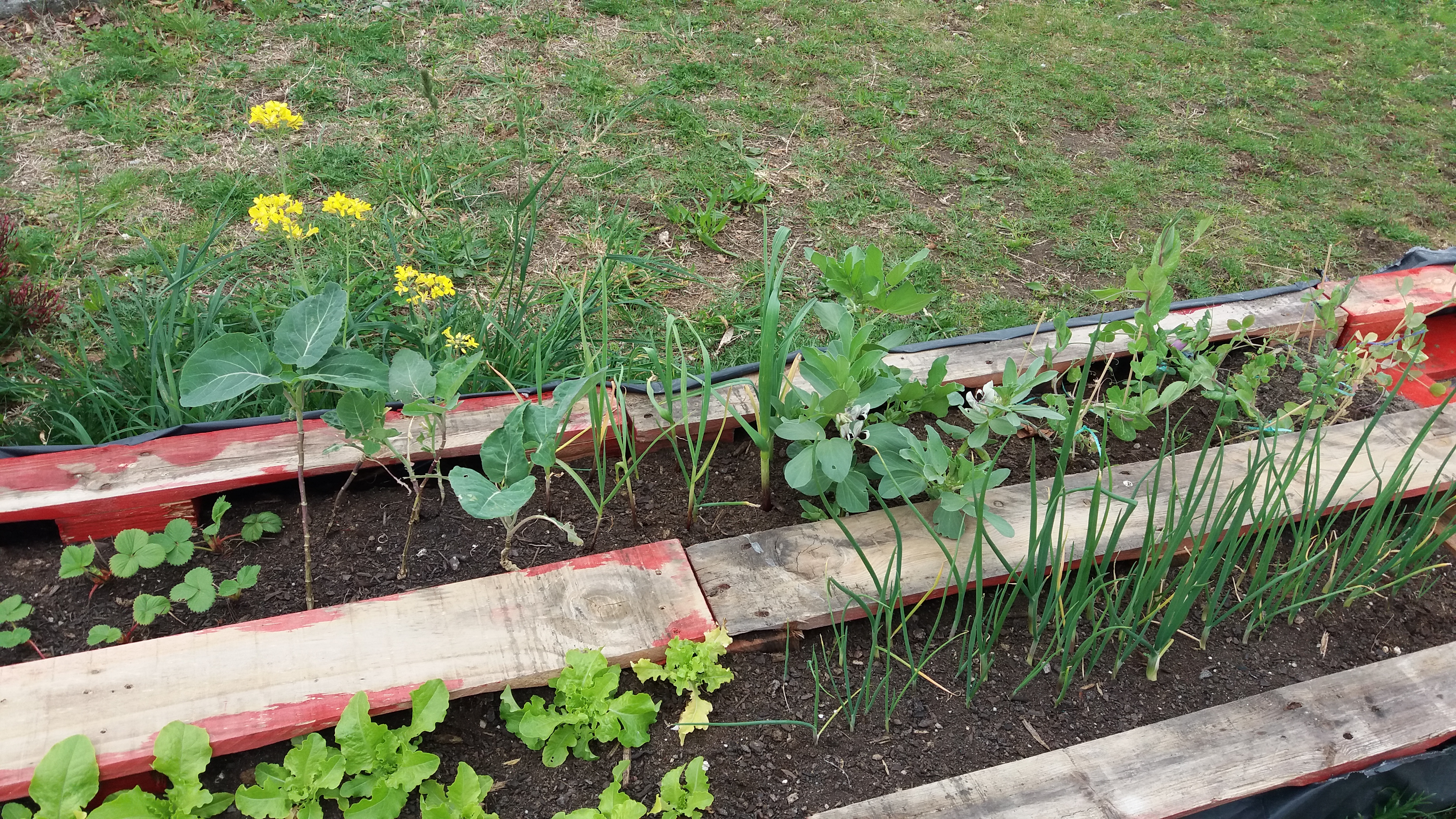Os produtos da nossa Horta Biológica (alfaces, couves, cebolas, ervilhas, favas, tomates, salsa e cenouras) desenvolvem-se.
