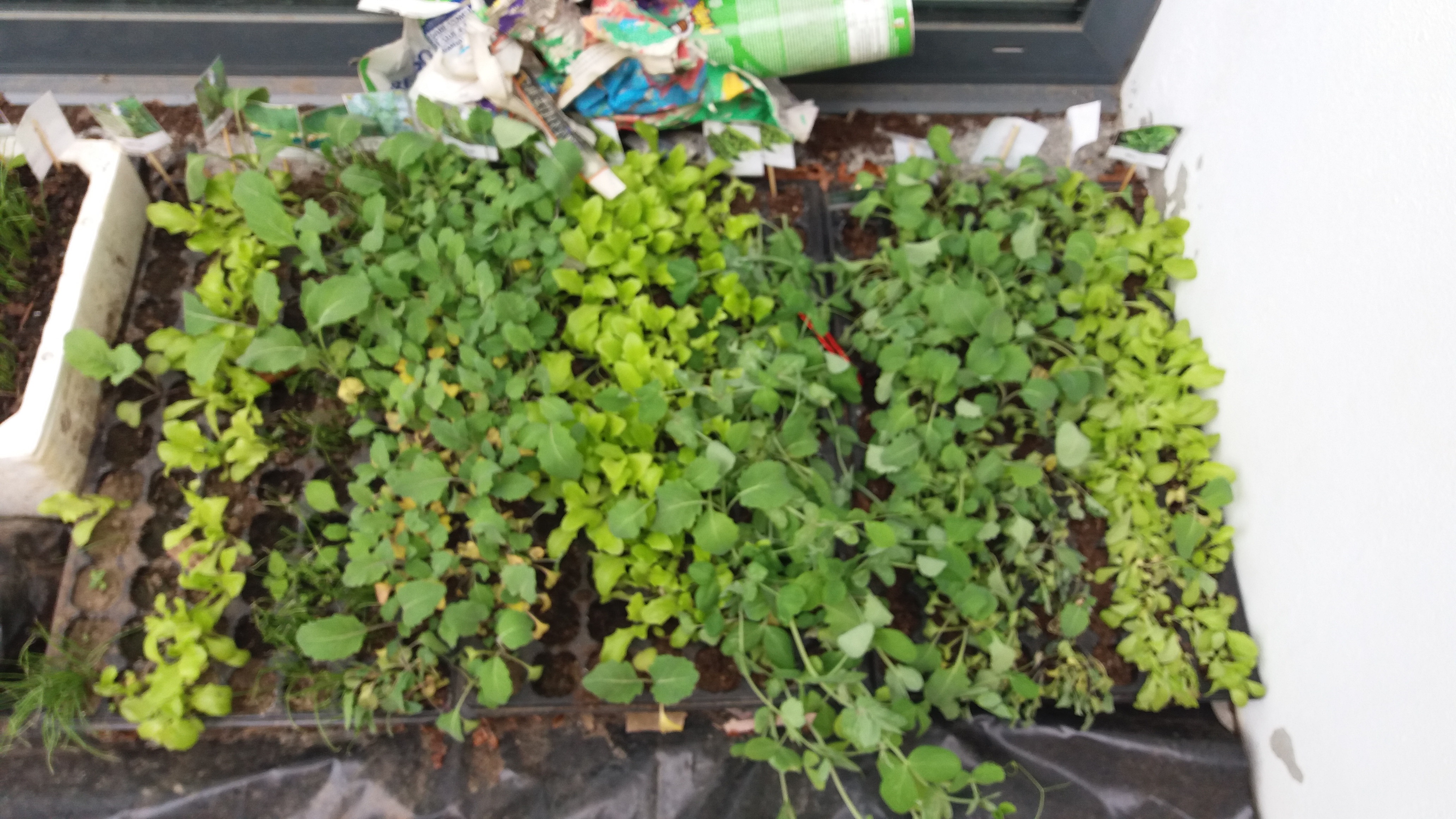 As mudas estão prontas para serem transplantadas para a nossa Horta Biológica.