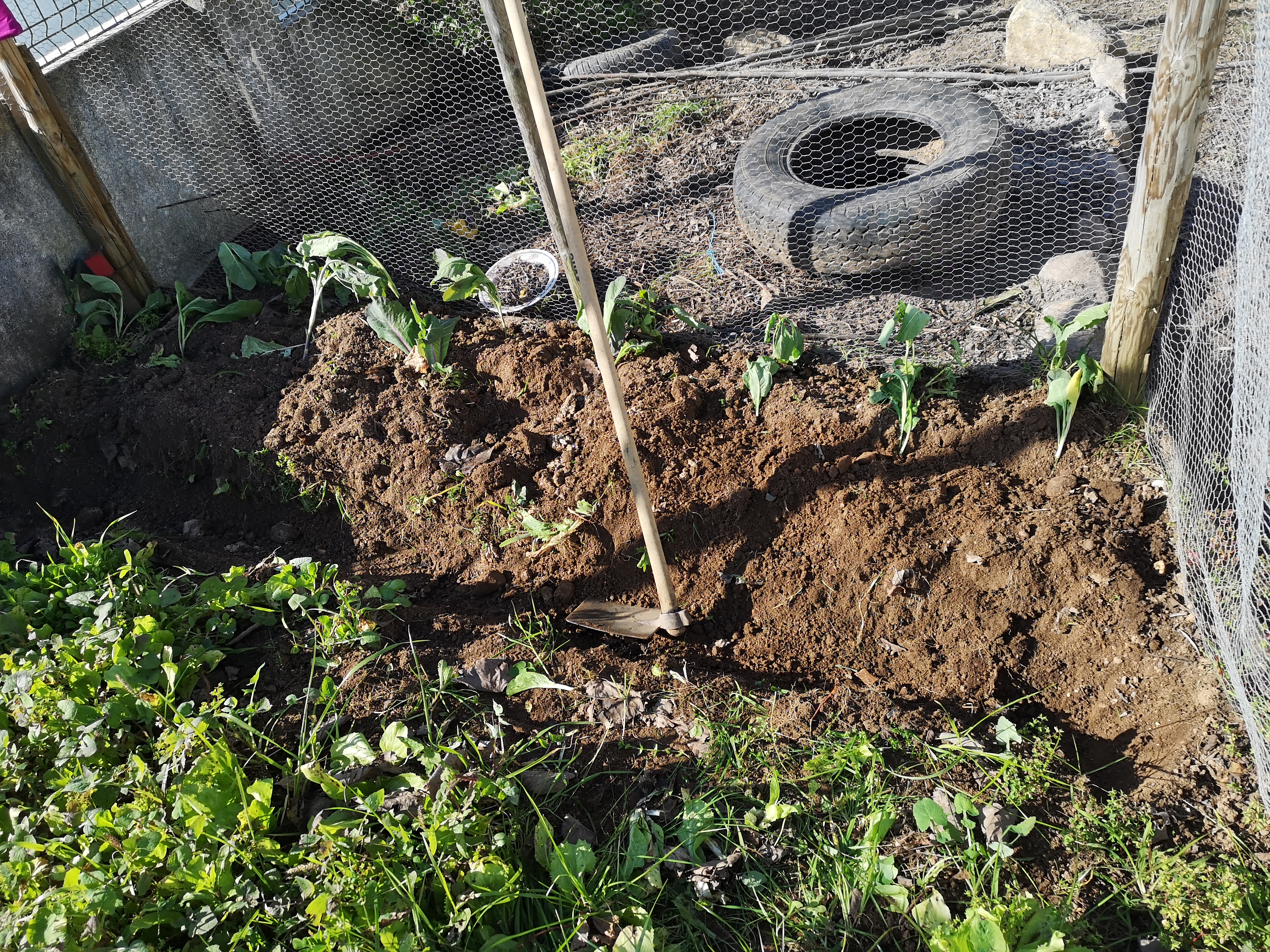 Preparação do terreno para a plantação das primeiras couves.