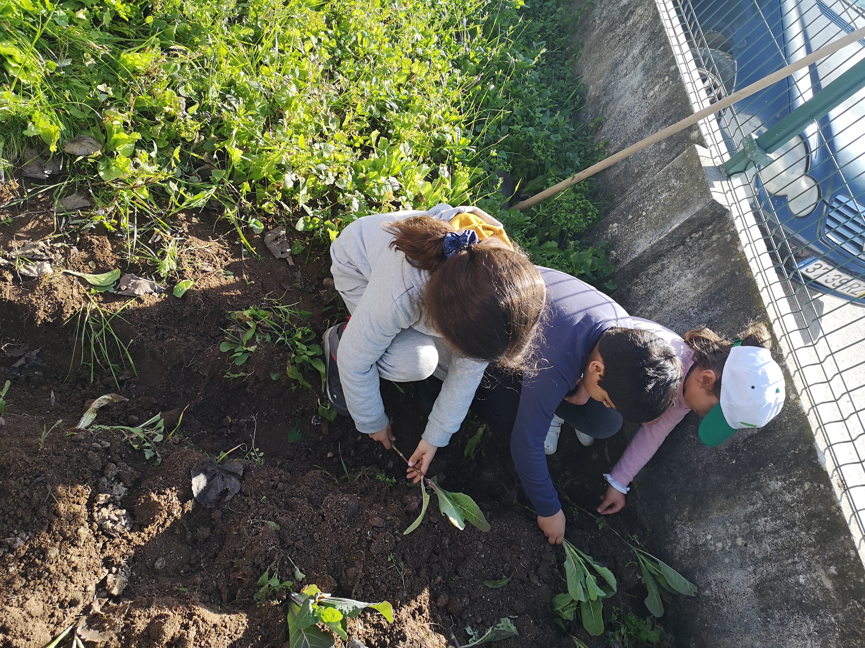 Participação ativa dos alunos na plantação das couves.