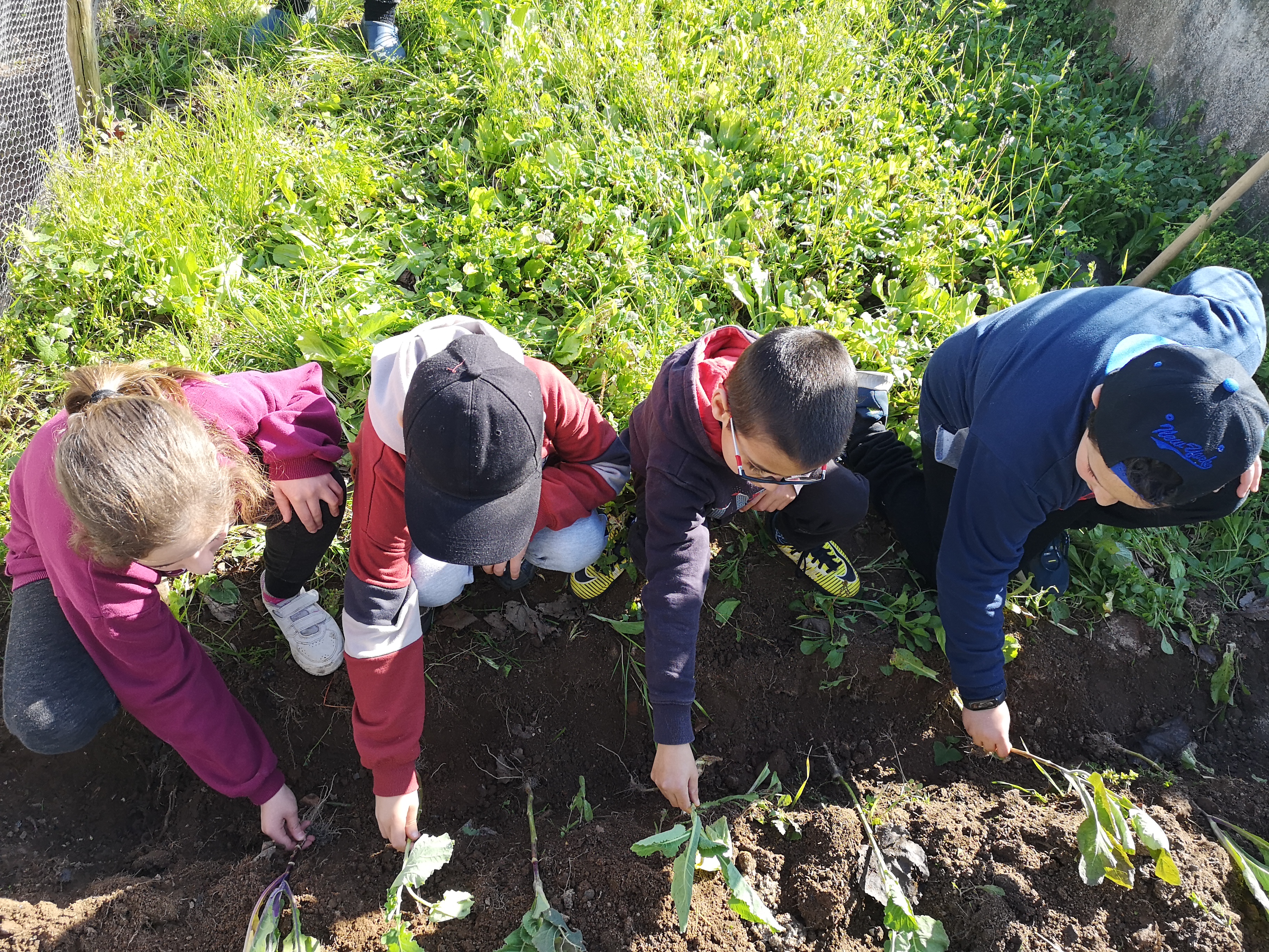 Participação ativa dos alunos na plantação das couves.