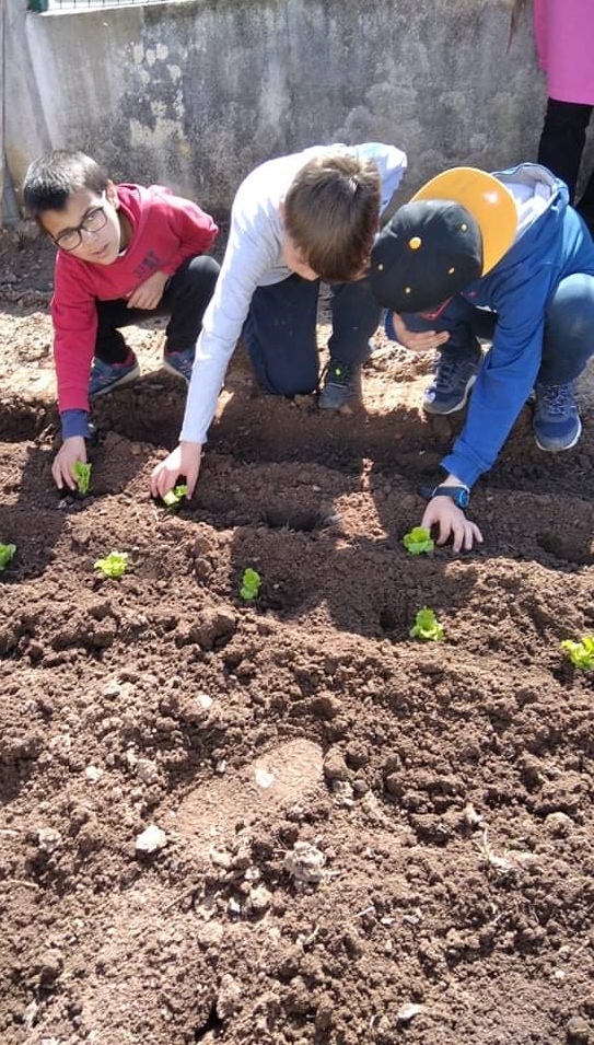 Plantação de alfaces.