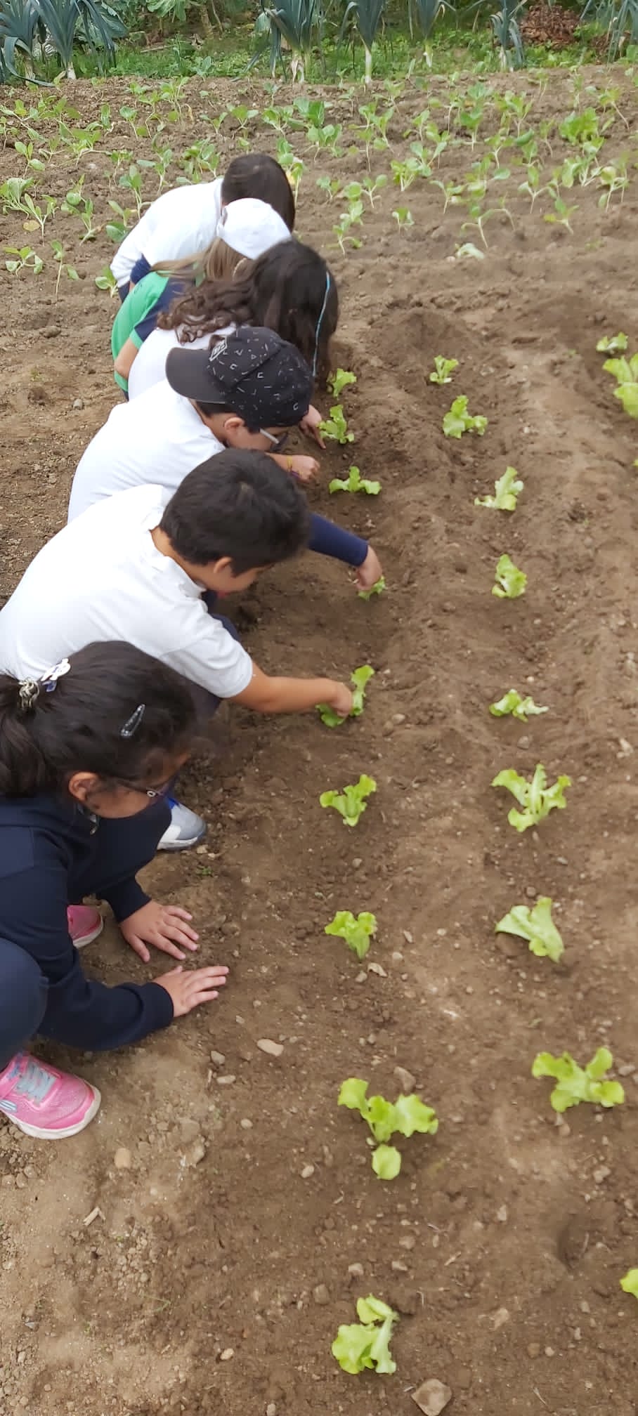 Os alunos do 2.º ano a semearem nabiças e alfaces