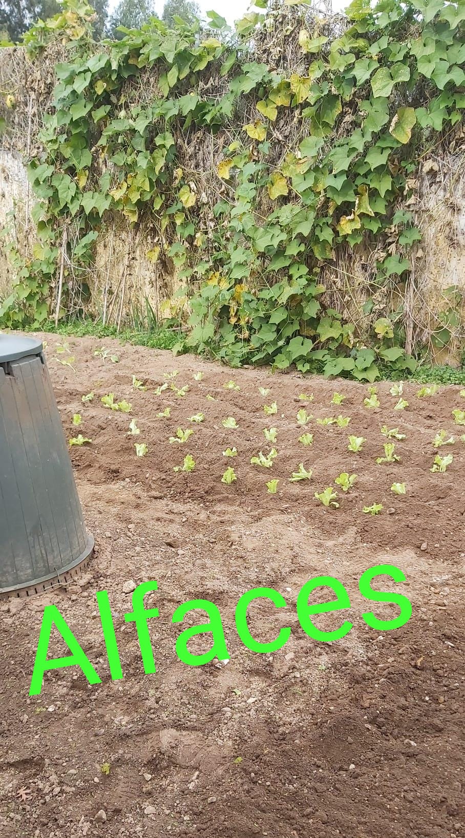 Alfaces