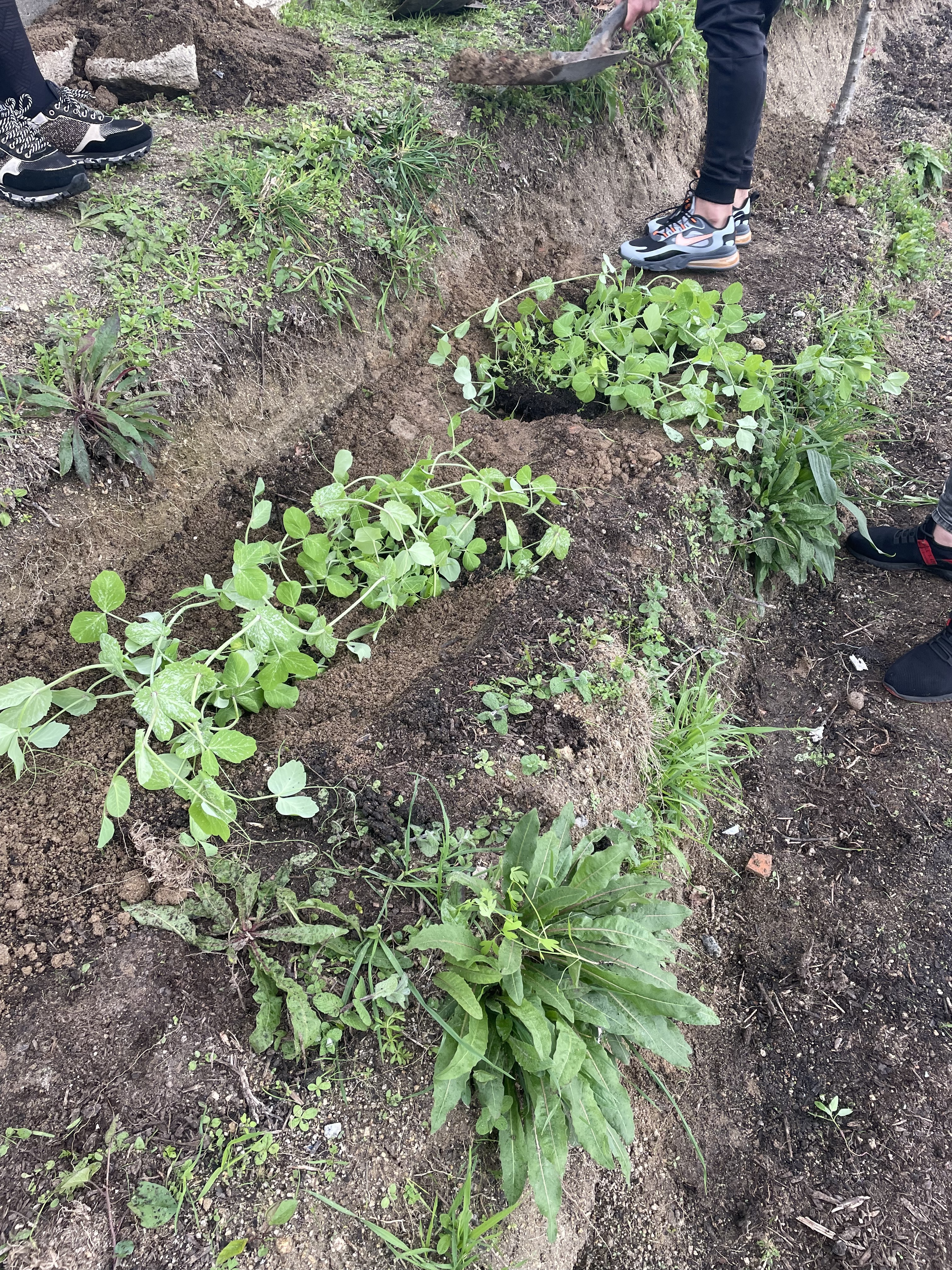 Plantas transplantadas para a horta adjacente à estufa.