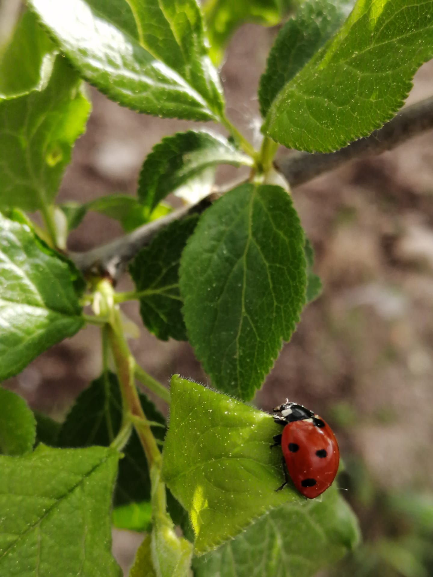 Joaninhas na estufa, são predadores naturais de pragas.