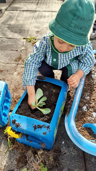 Plantação de Pranta em vaseira