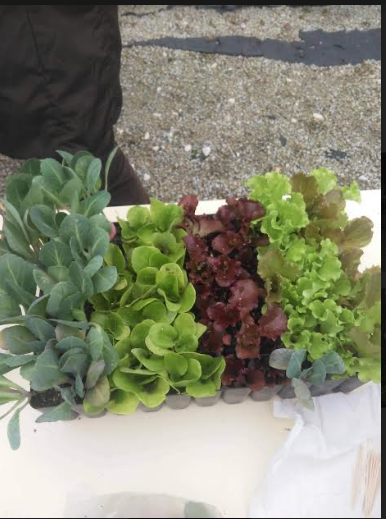 As alfaces e os repolhos já cresceram e estão prontos para plantar.