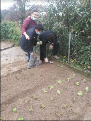 Plantação de alfaces e de repolhos.