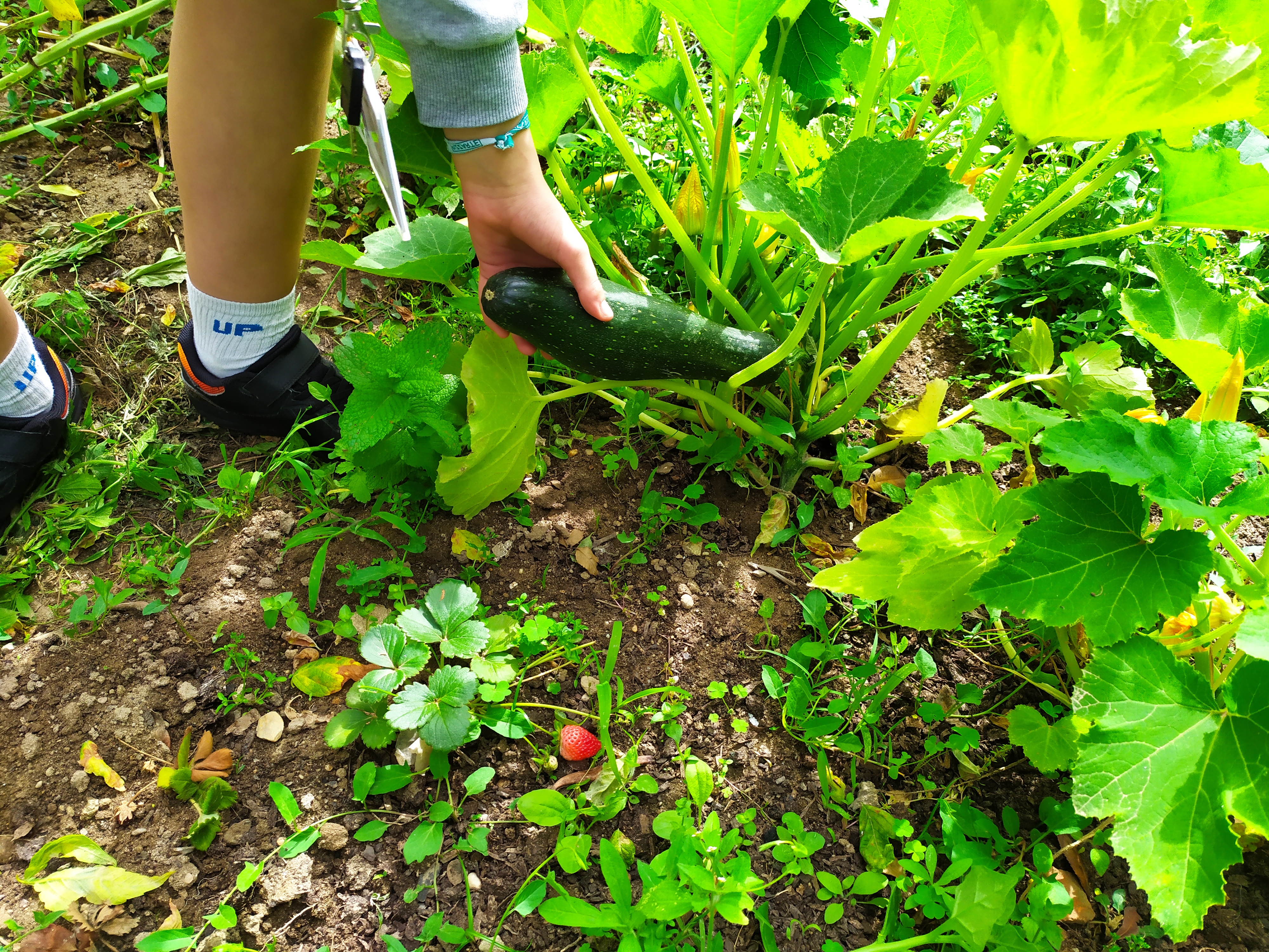 A colher uma courgette.