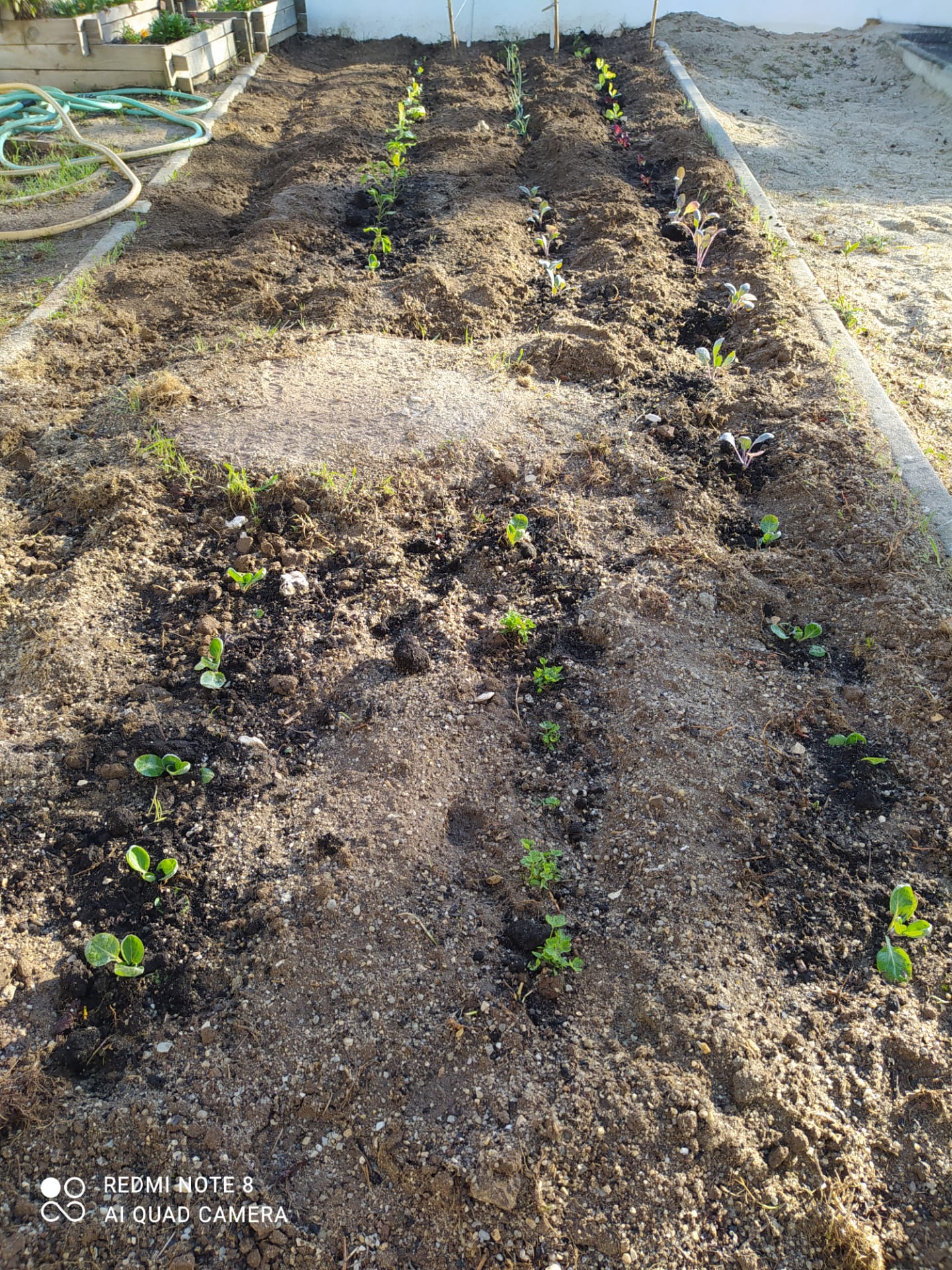 A nossa horta com várias tipos de plantas (alfaces, tomateiros, couve-bróculo, cebolinho).