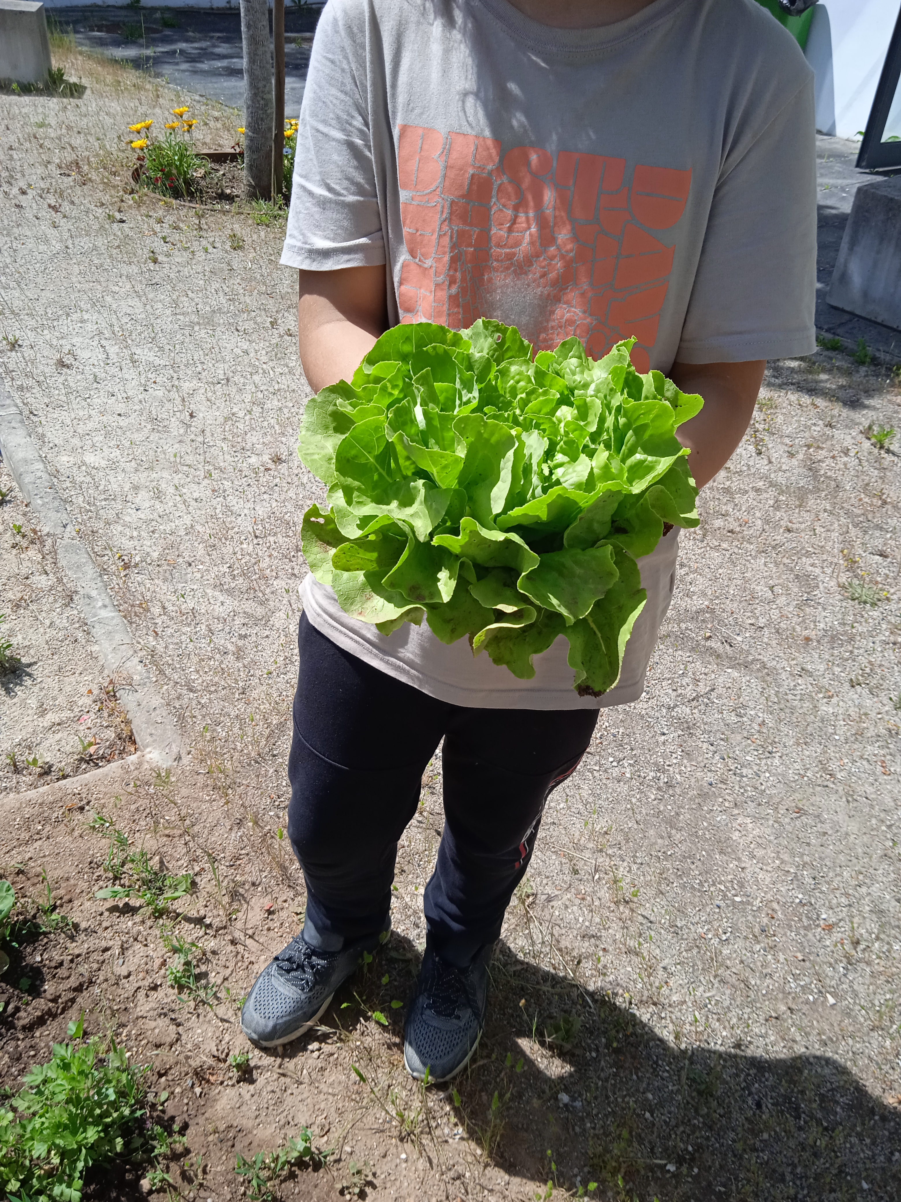 A nossa alface pronta a ser lavada e comida.