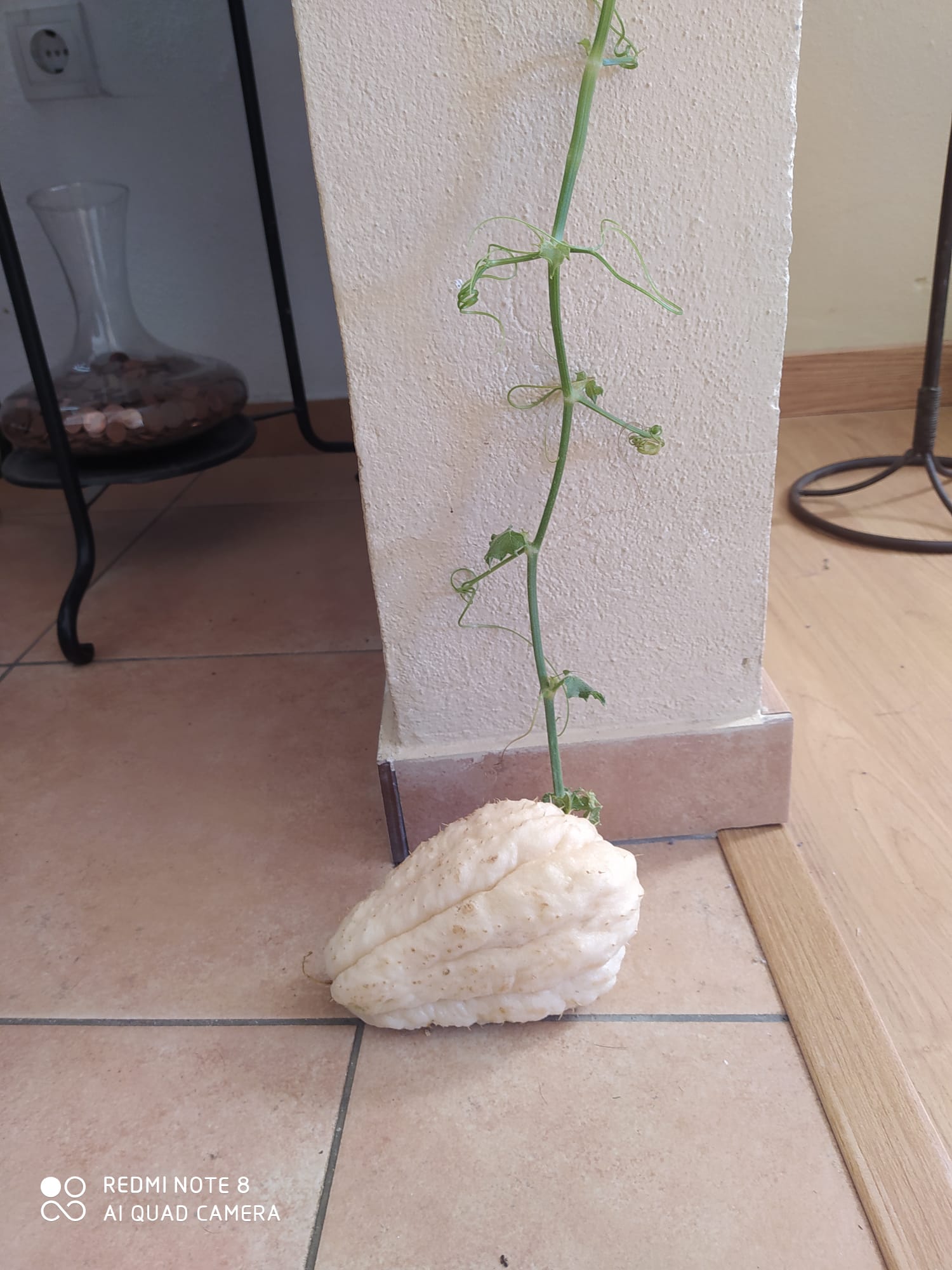 Germinação