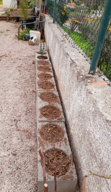 Horta Março - aromáticas