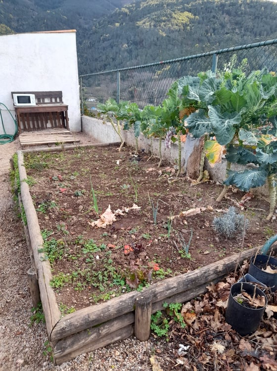 Algumas verduras e legumes!
