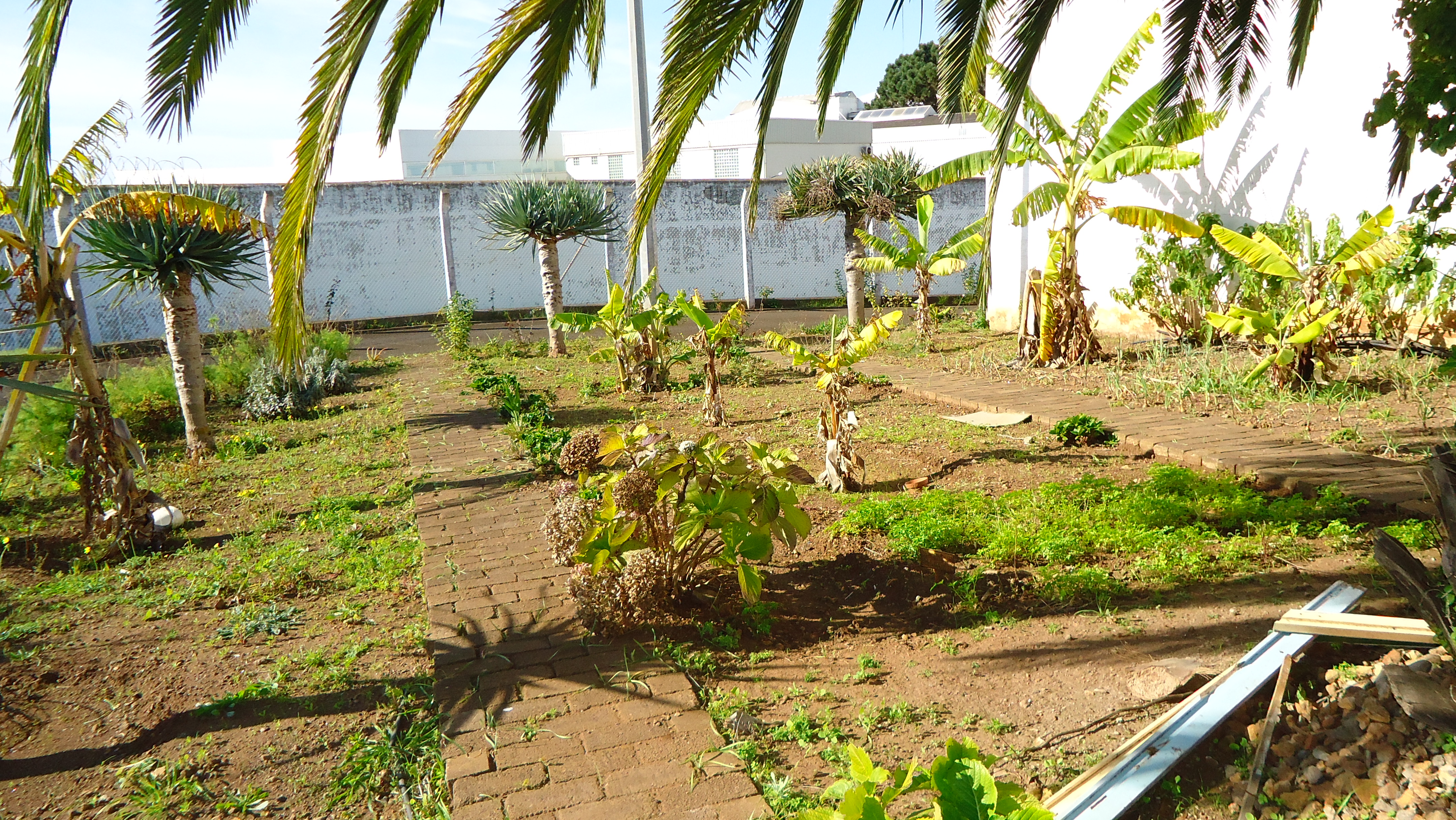 As nossas pequenas bananeiras.