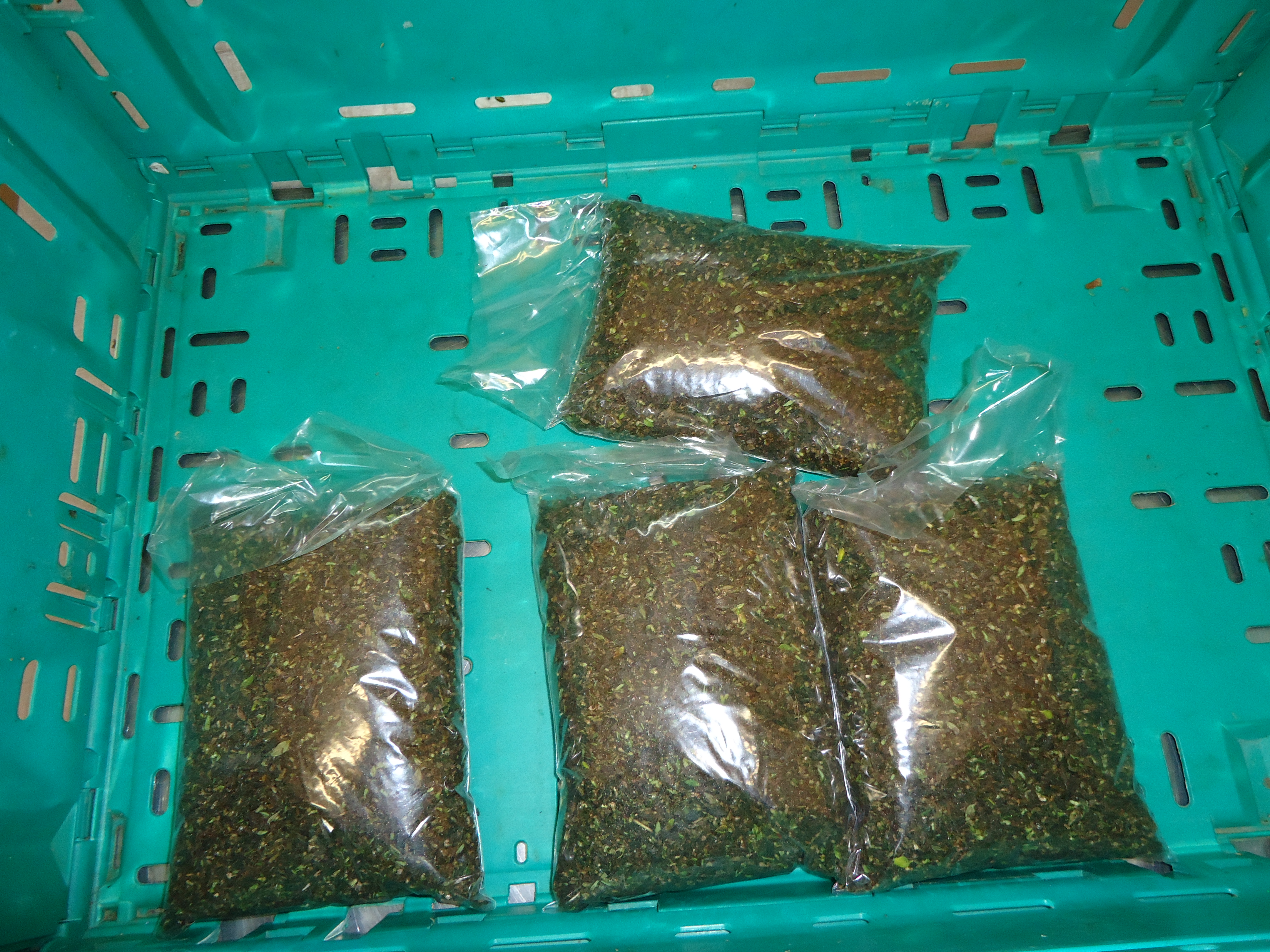 Preparação dos oréganos para embalagem e venda.