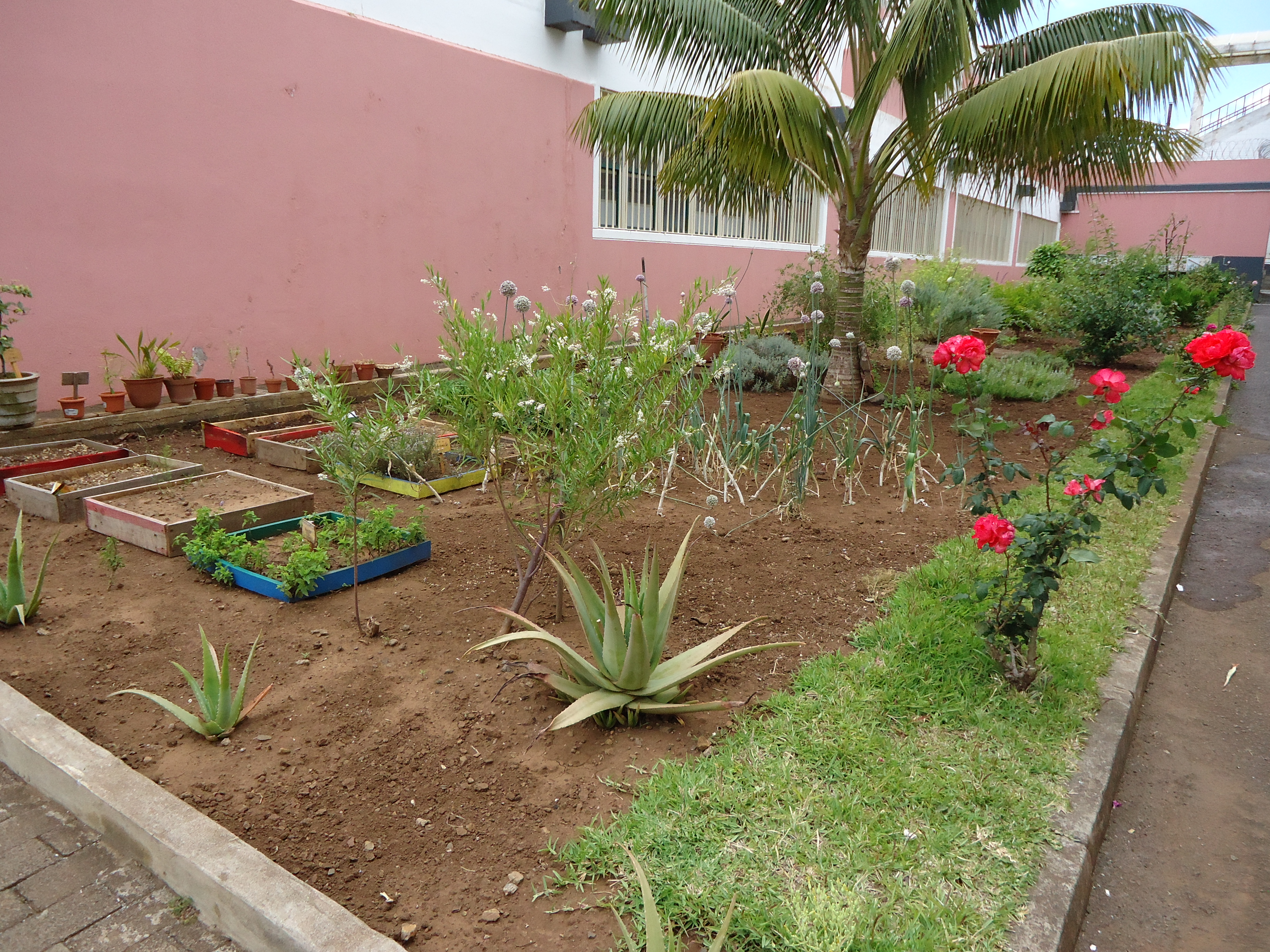 Horta das plantas de chás e aromas