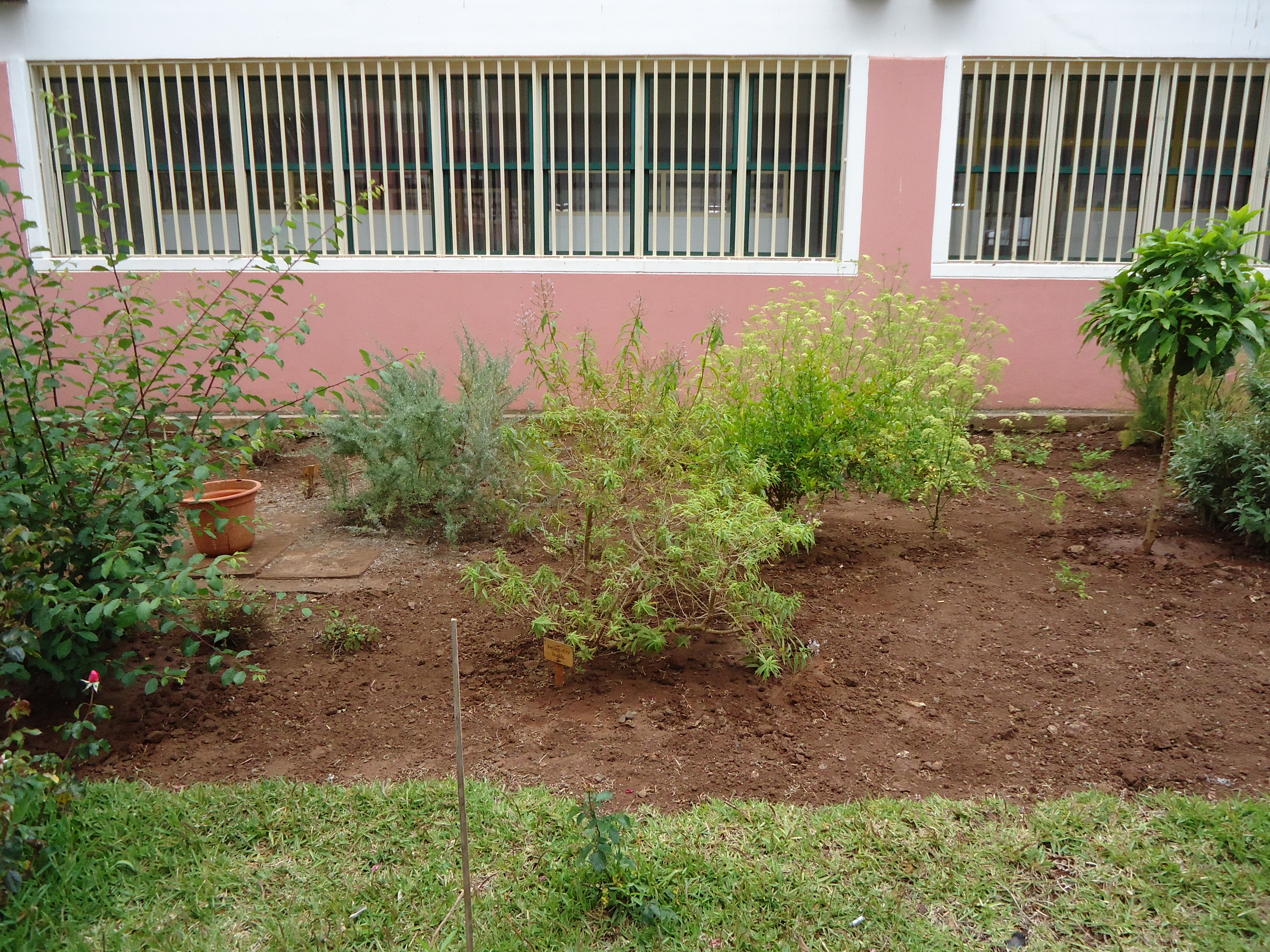Outras plantas de chás