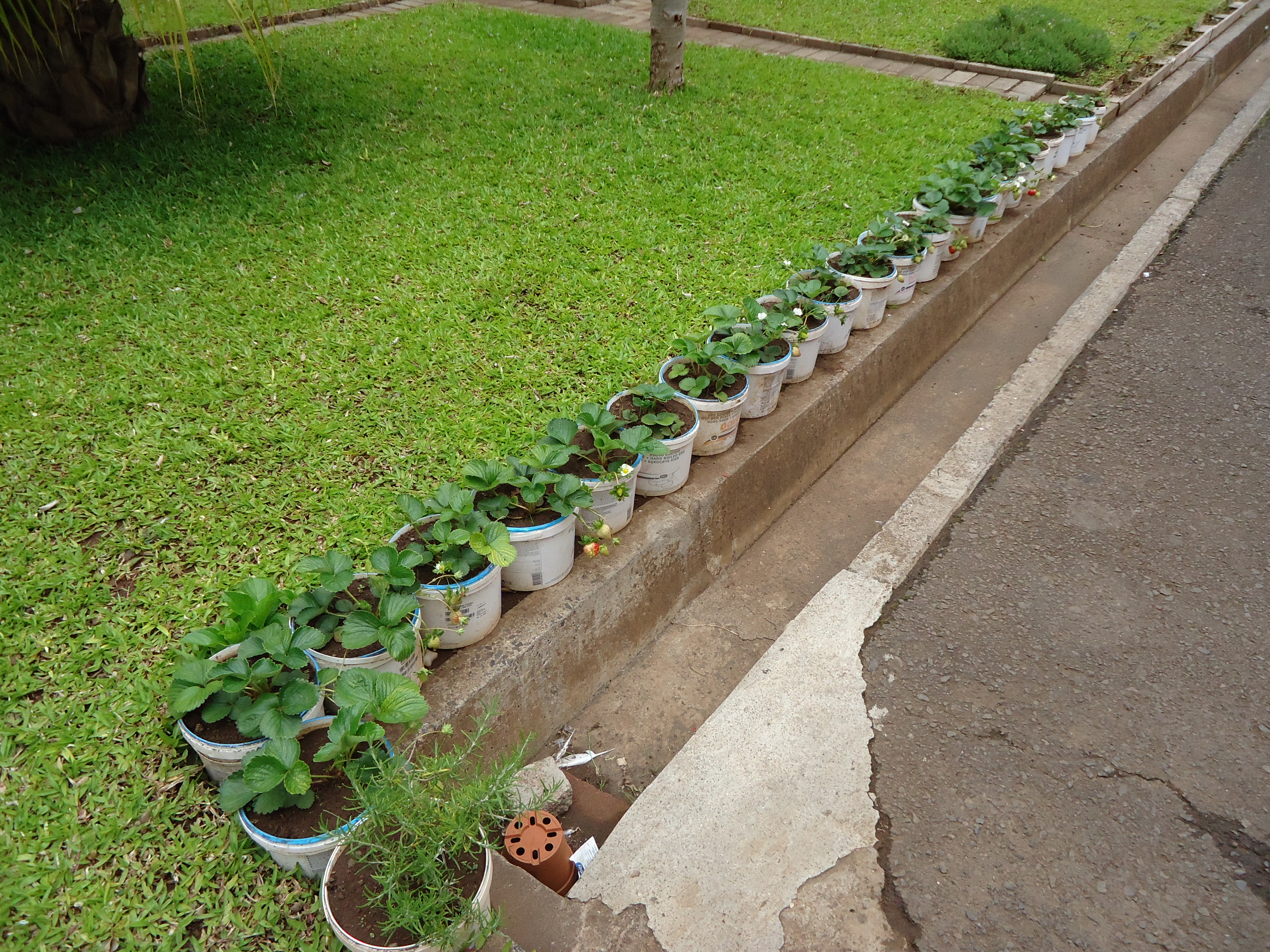 Morangueiros