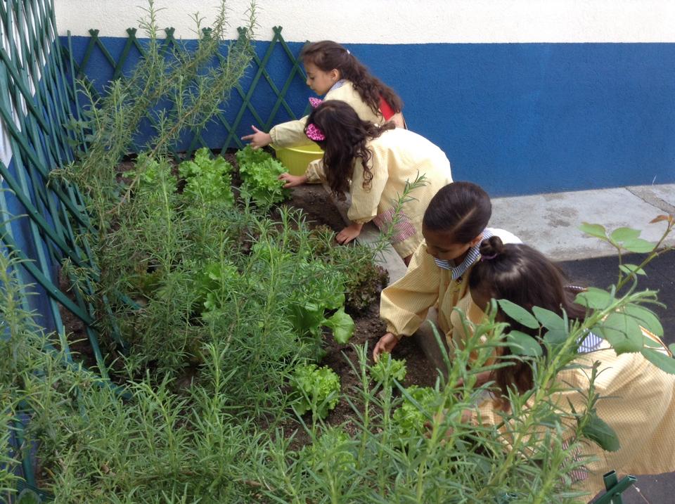 5- Cuidar das ervas aromáticas